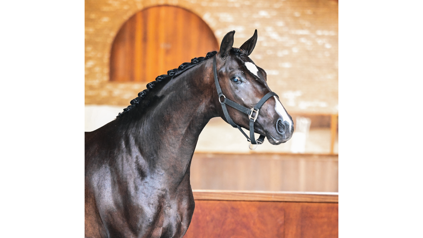 kwpn dressuurpaard hengst 4 år bruin till salu - Foto 2