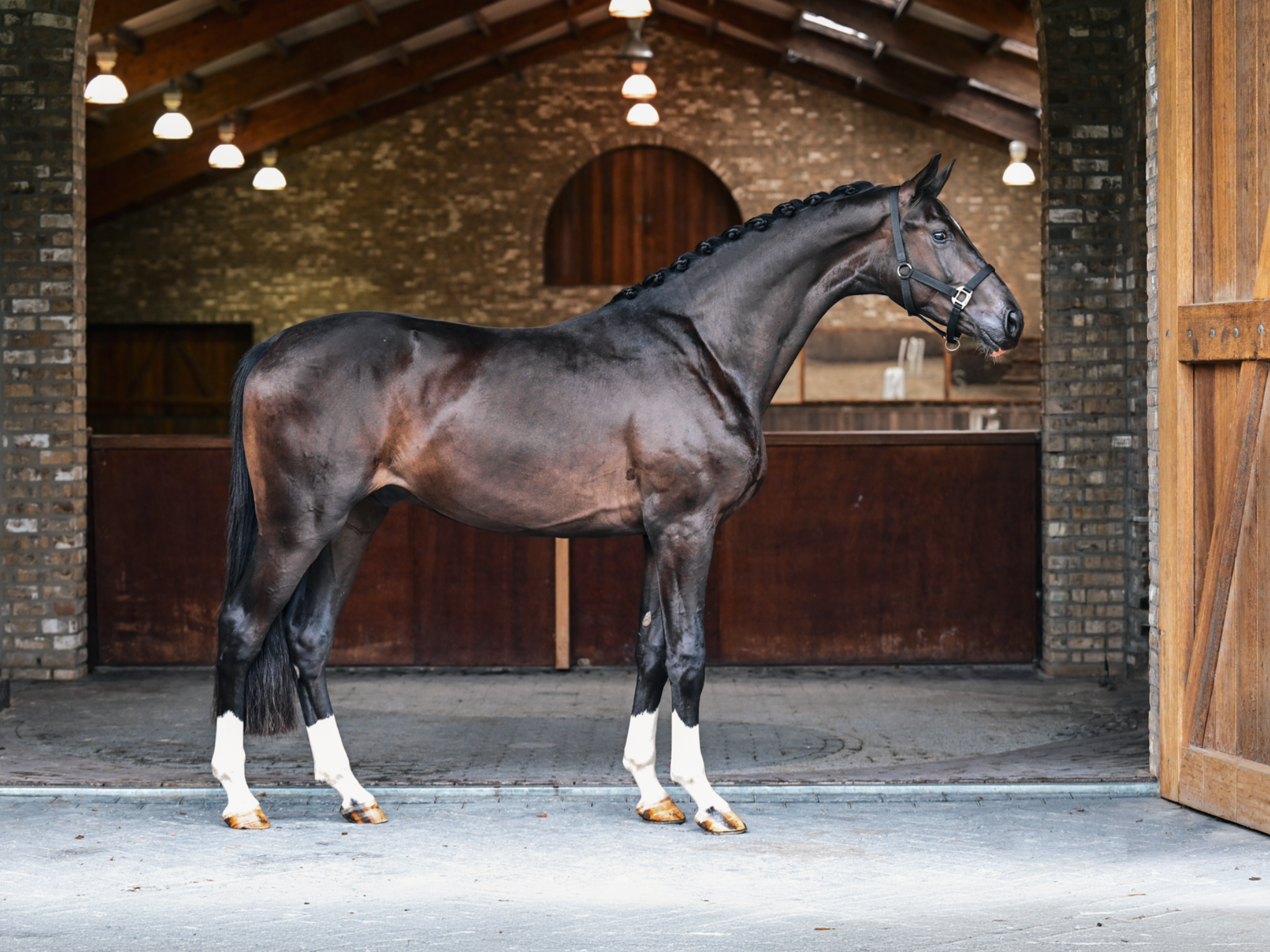 Exceptionella unga dressyrhingstar – Kvalitet, talang & framtida potential