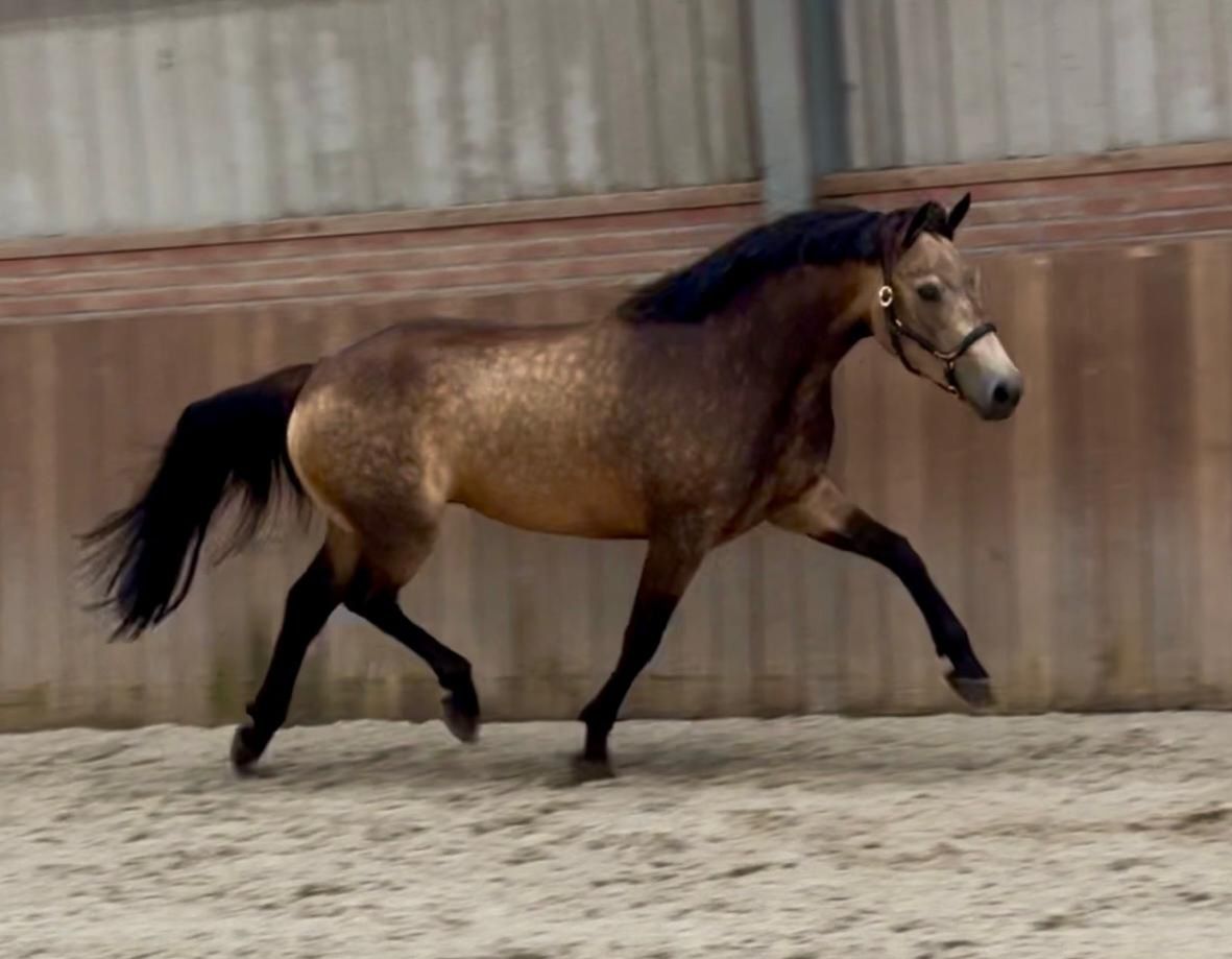Superbe poney D isabelle