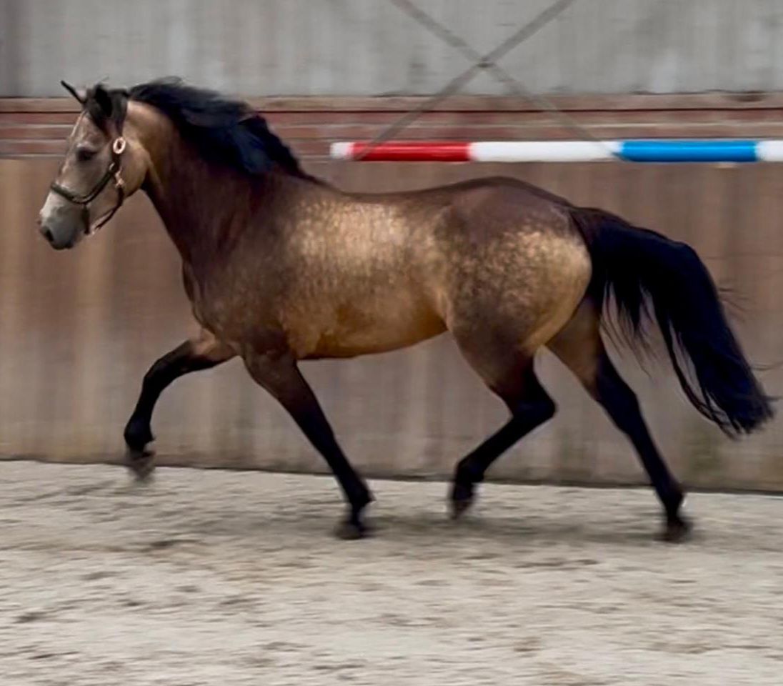 connemara allround-pony merrie 3 ans andere-kleur à vendre - Photo 2