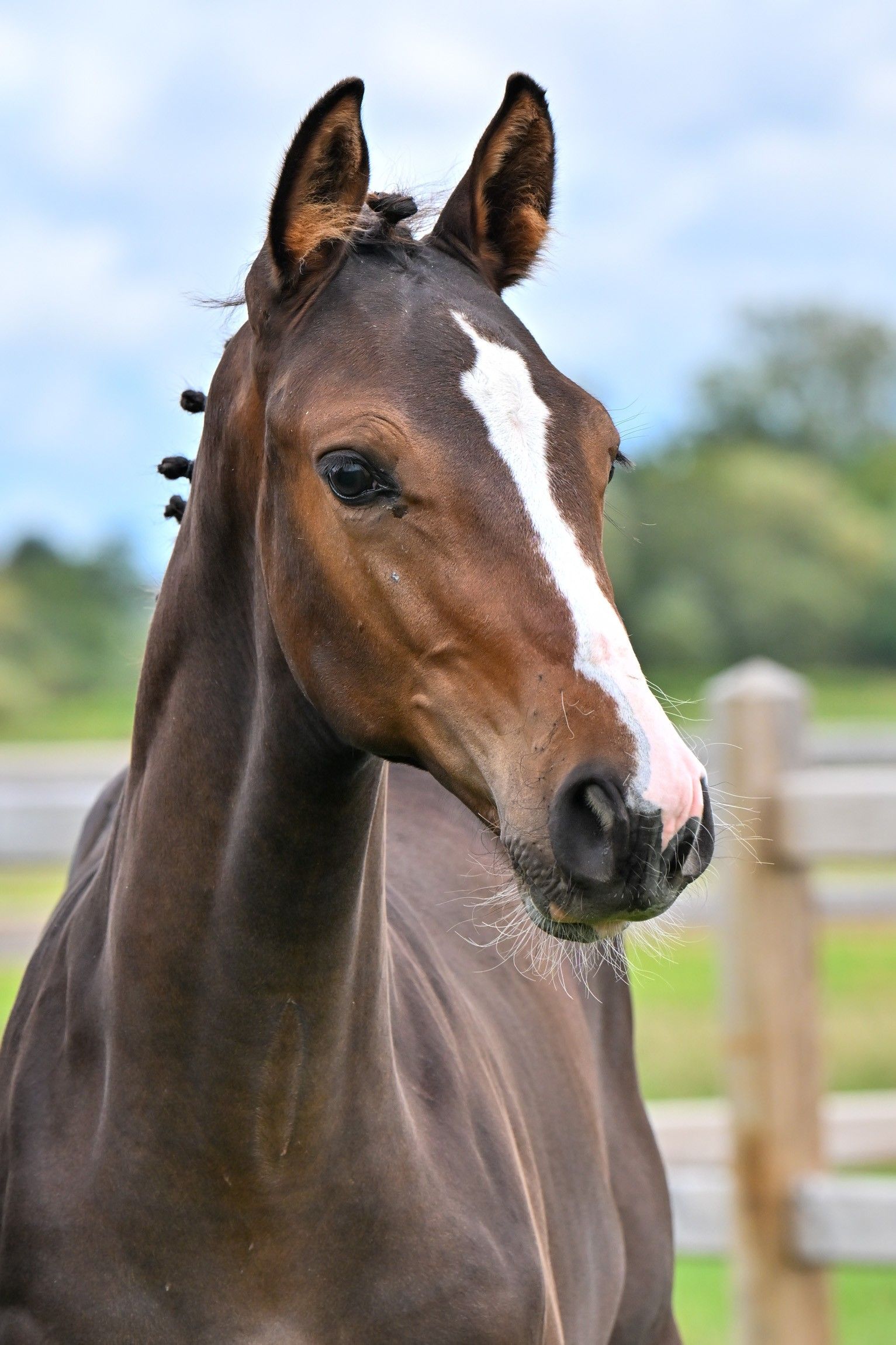 zangersheide springpaard hengst 0 سنوات donkerbruin للبيع - صورة 2