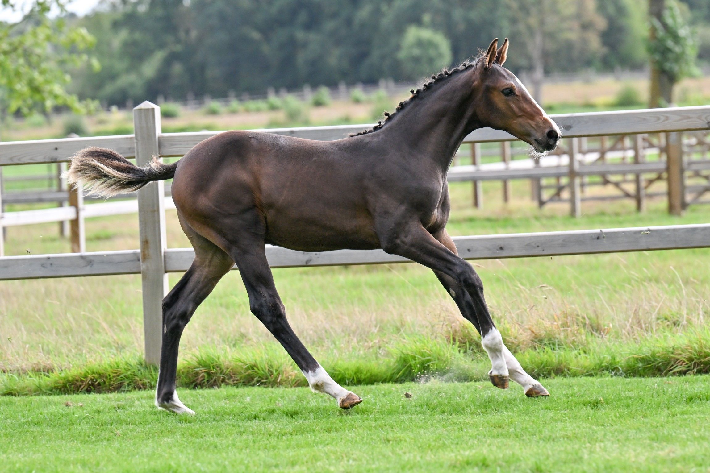 zangersheide springpaard hengst 0 سنوات donkerbruin للبيع - صورة 3