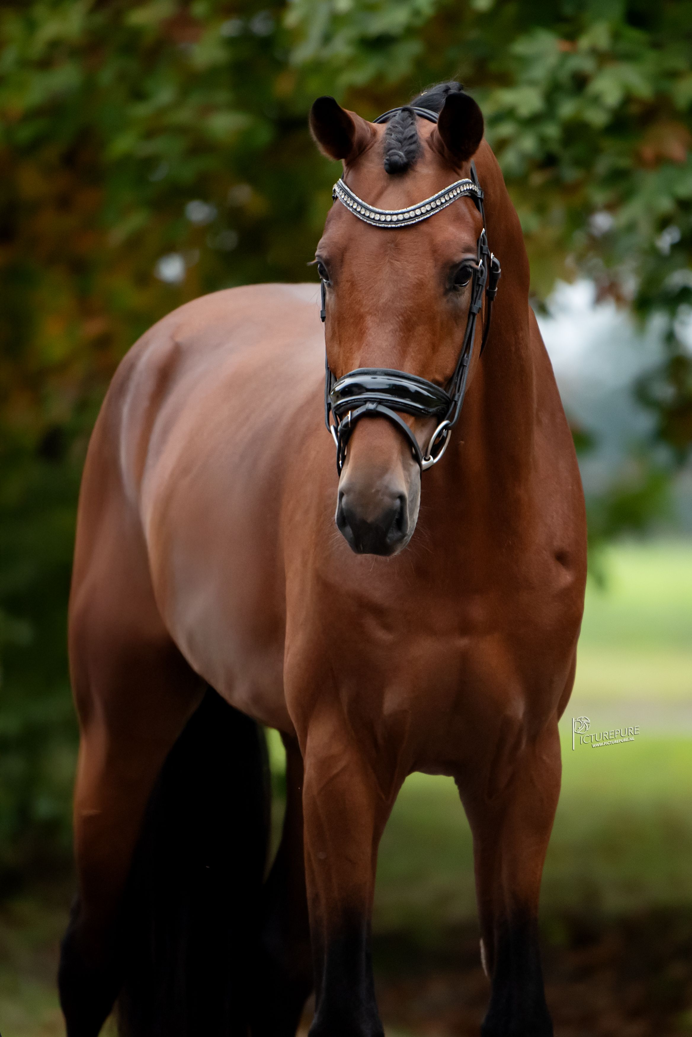 kwpn dressuurpaard hengst 3 سنوات bruin للبيع - صورة 2