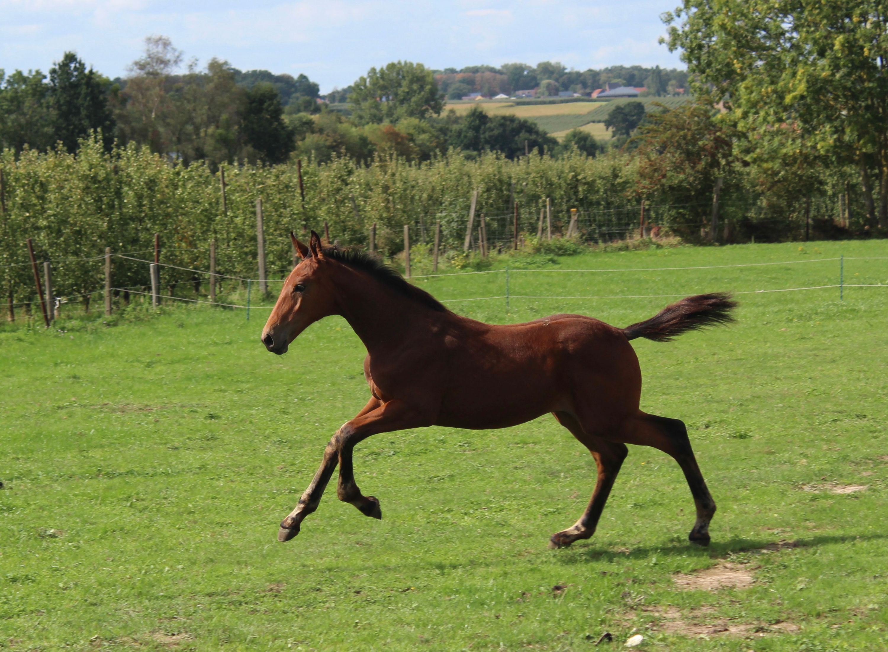 zangersheide springpaard hengst 0 سنوات bruin للبيع - صورة 3