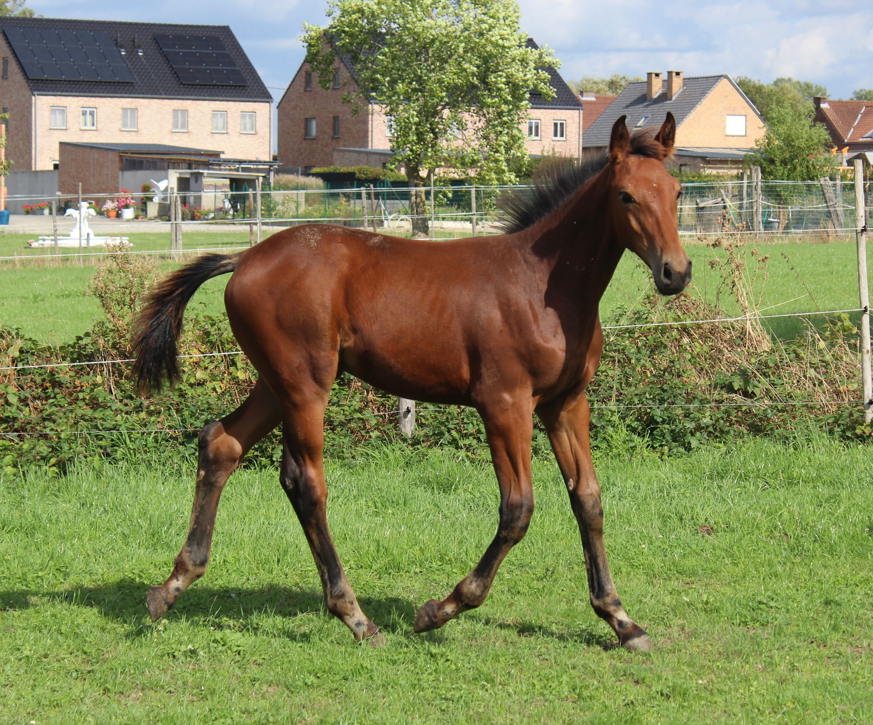 zangersheide springpaard hengst 0 سنوات bruin للبيع - صورة 2