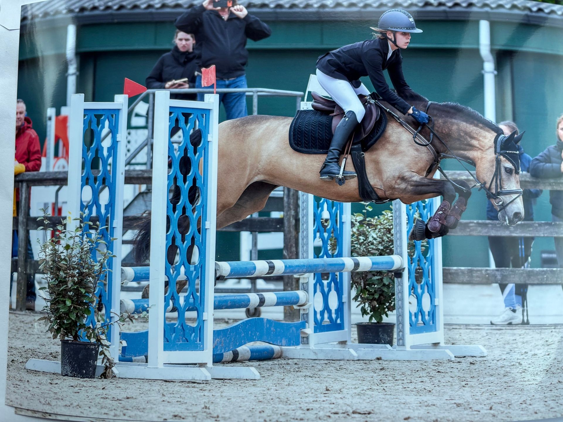 new-forest allround-pony merrie 7 سنوات andere-kleur للبيع - صورة 5