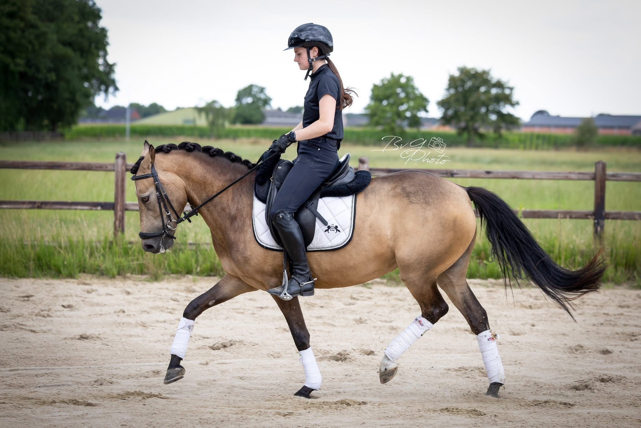 new-forest allround-pony merrie 7 سنوات andere-kleur للبيع - صورة 2