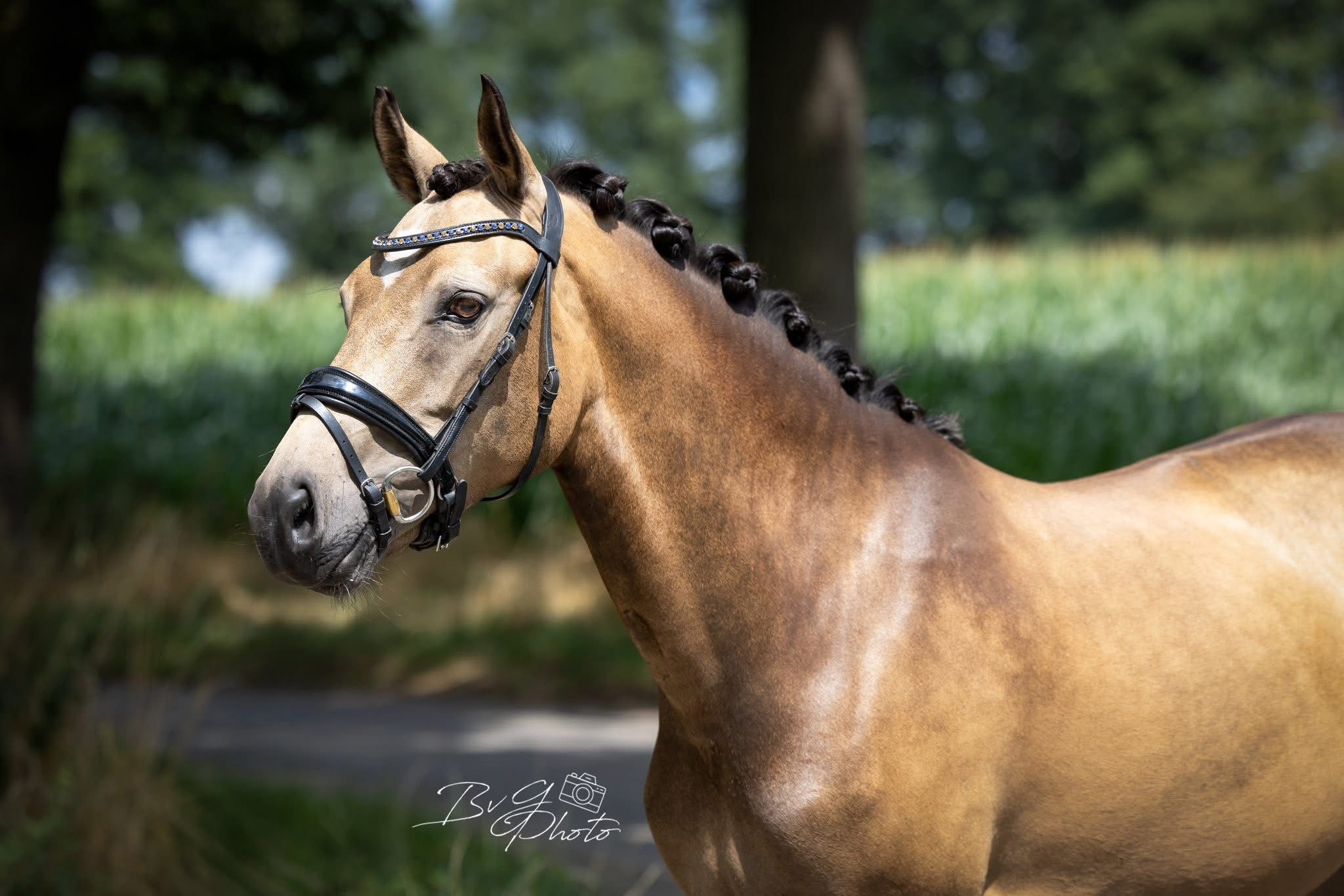 new-forest allround-pony merrie 7 سنوات andere-kleur للبيع - صورة 3