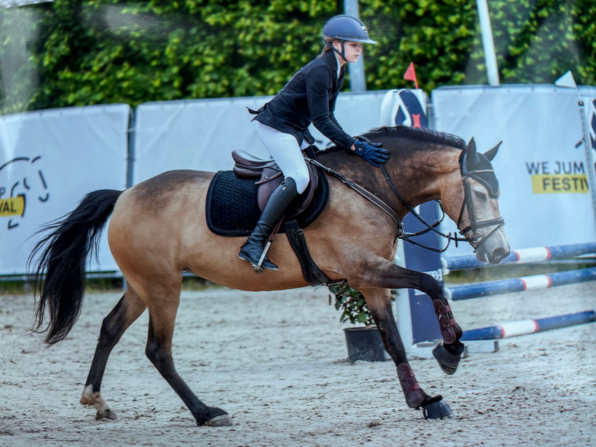 new-forest allround-pony merrie 7 سنوات andere-kleur للبيع - صورة 4