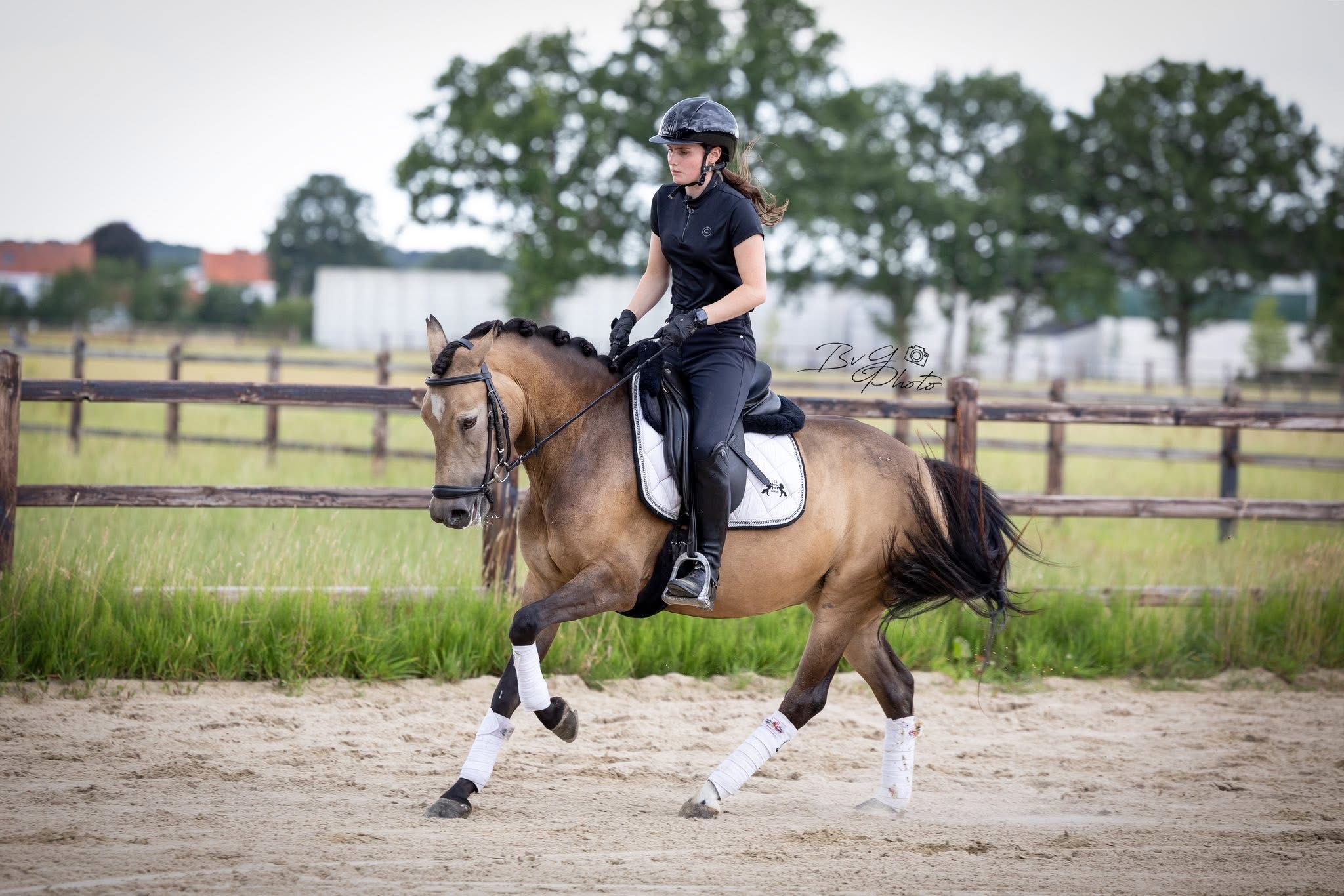 new-forest allround-pony merrie 7 سنوات andere-kleur للبيع - صورة 6