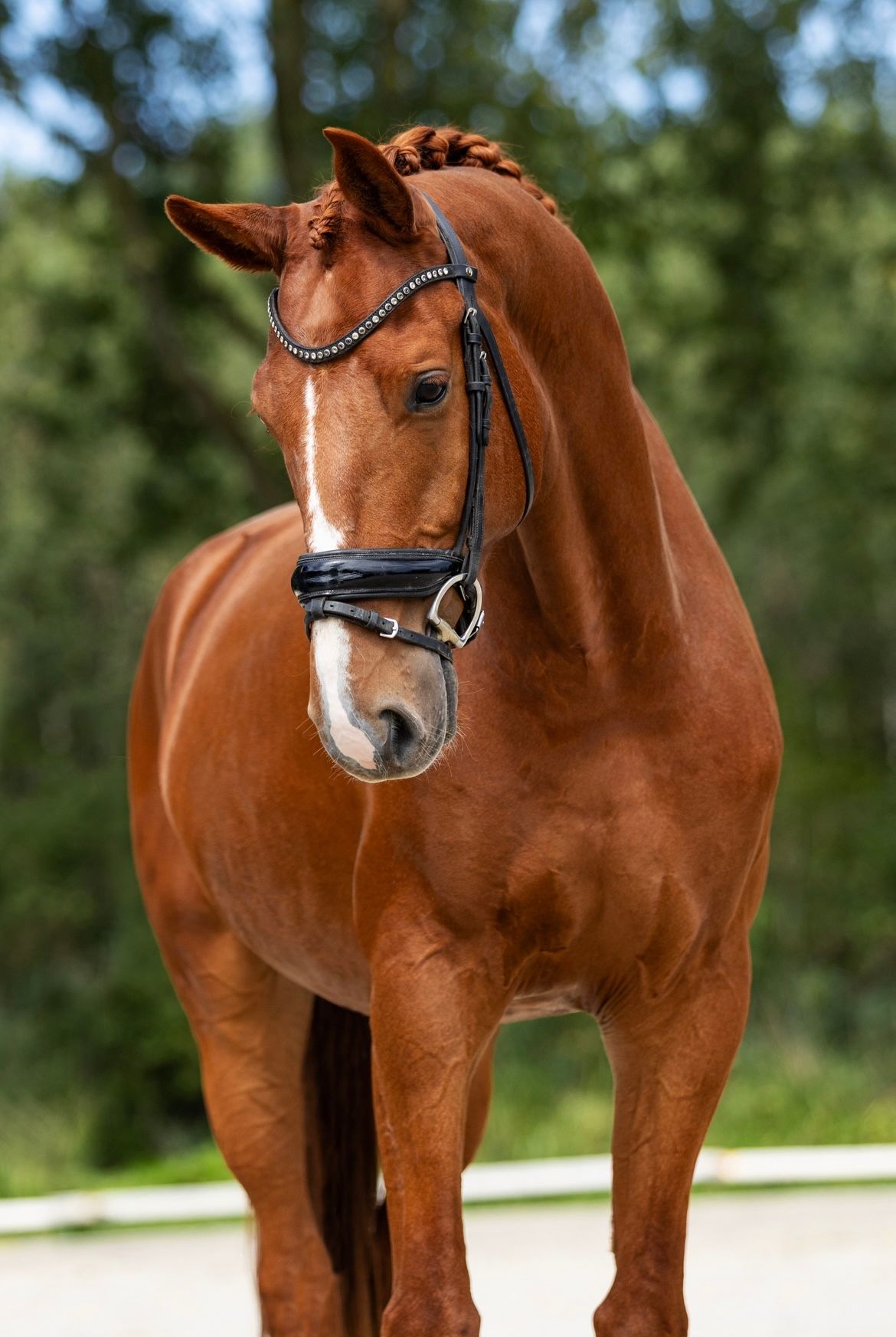 kwpn dressuurpaard ruin 5 سنوات vos للبيع - صورة 2
