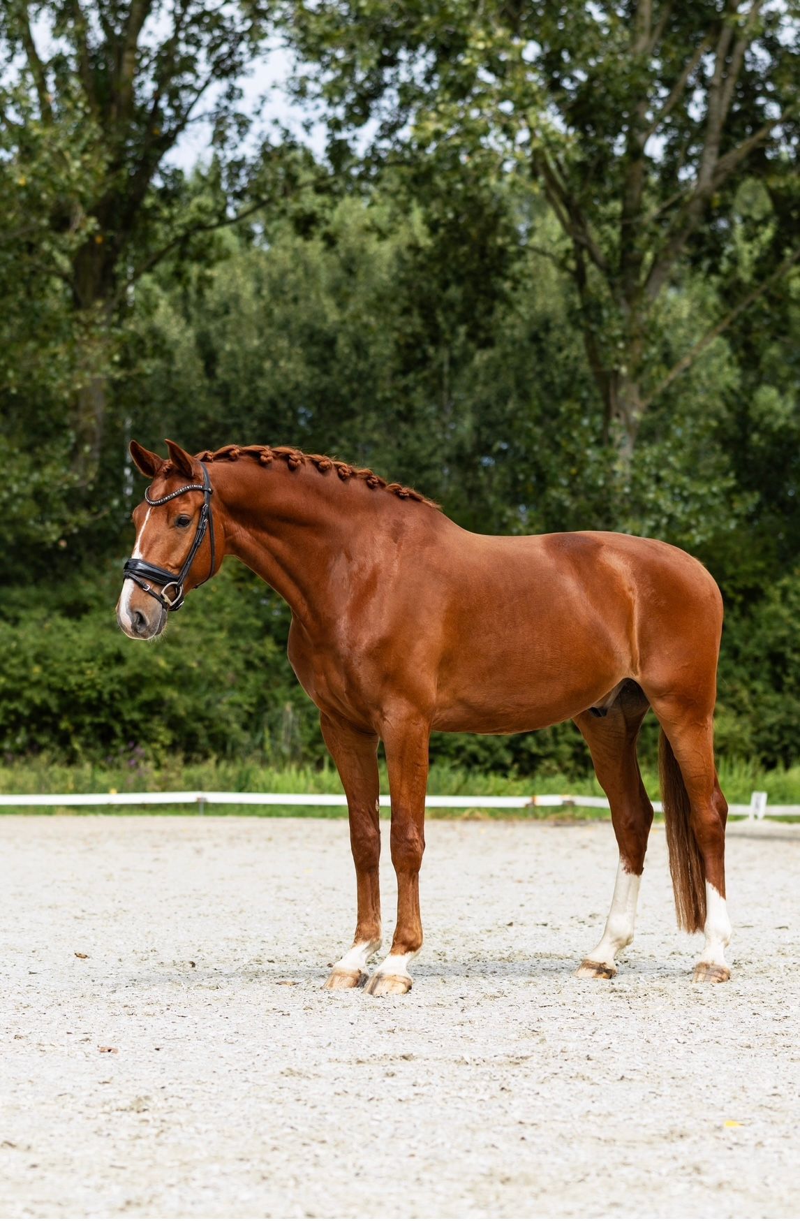 kwpn dressuurpaard ruin 5 سنوات vos للبيع - صورة 3