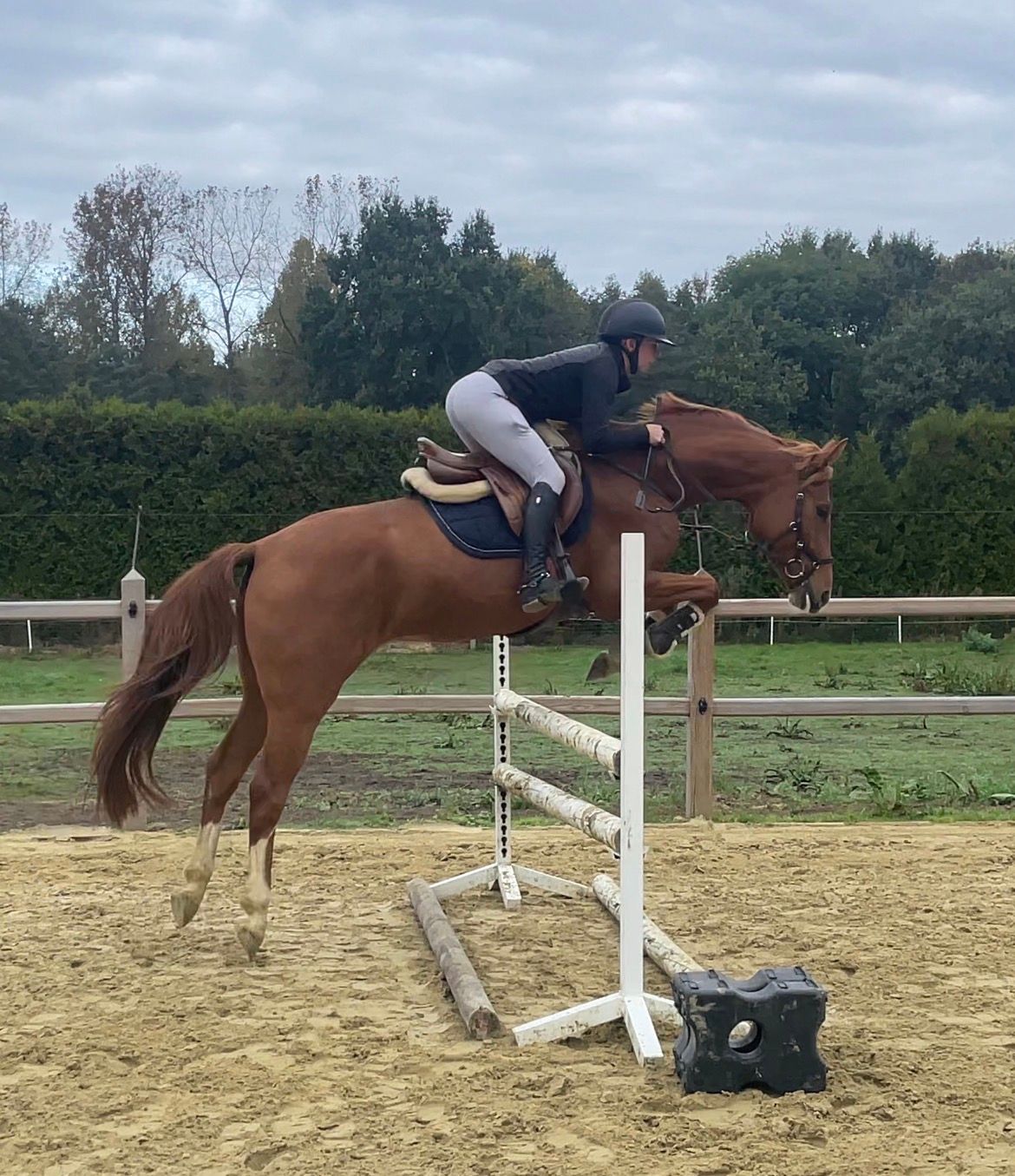 zangersheide springpony ruin 4 years old vos for sale - Photo 3