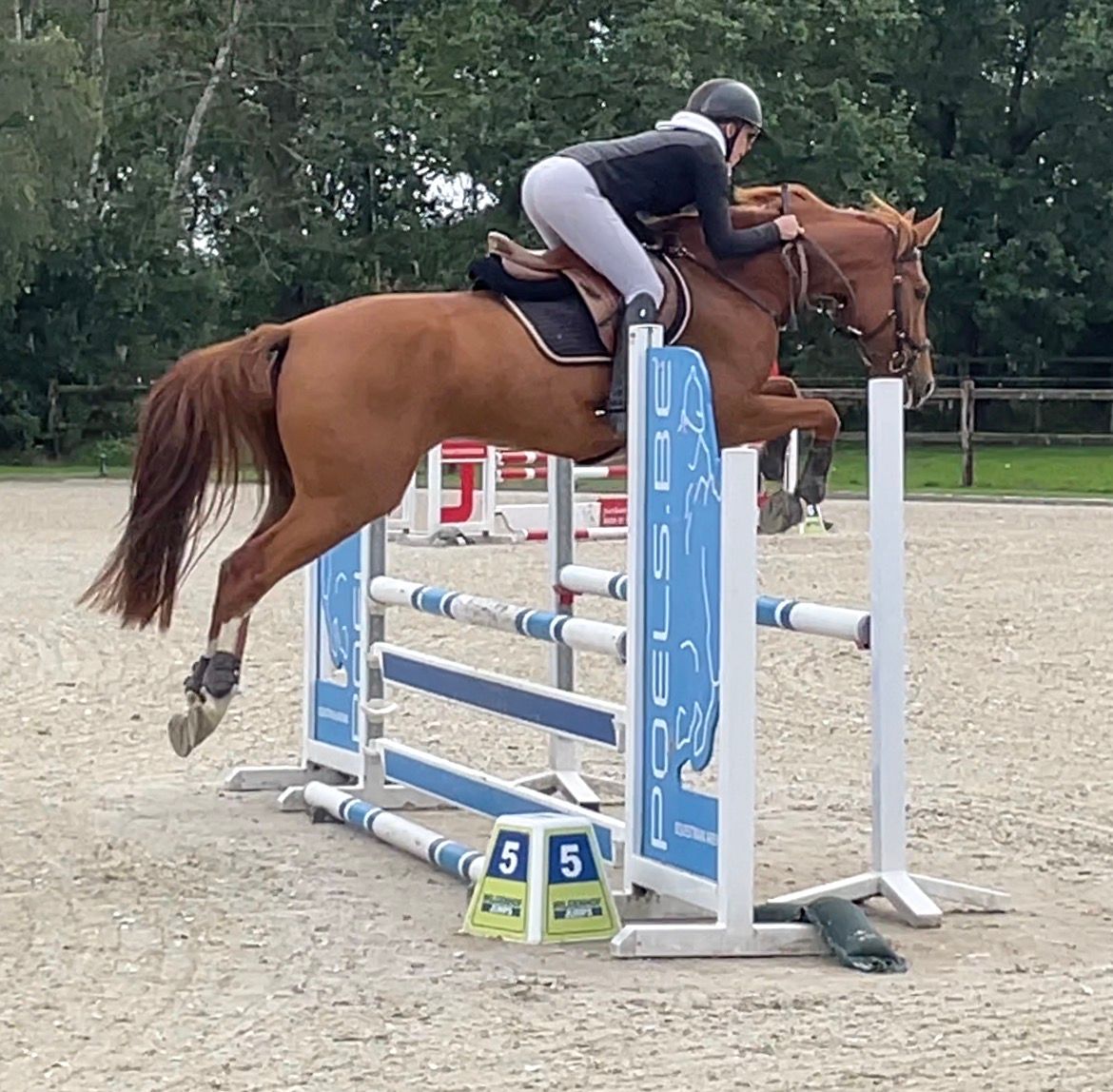 zangersheide springpony ruin 4 years old vos for sale - Photo 4