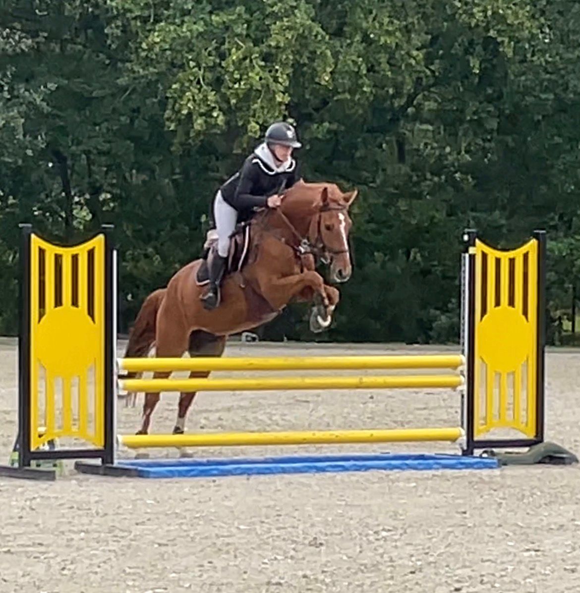 zangersheide springpony ruin 4 years old vos for sale - Photo 5