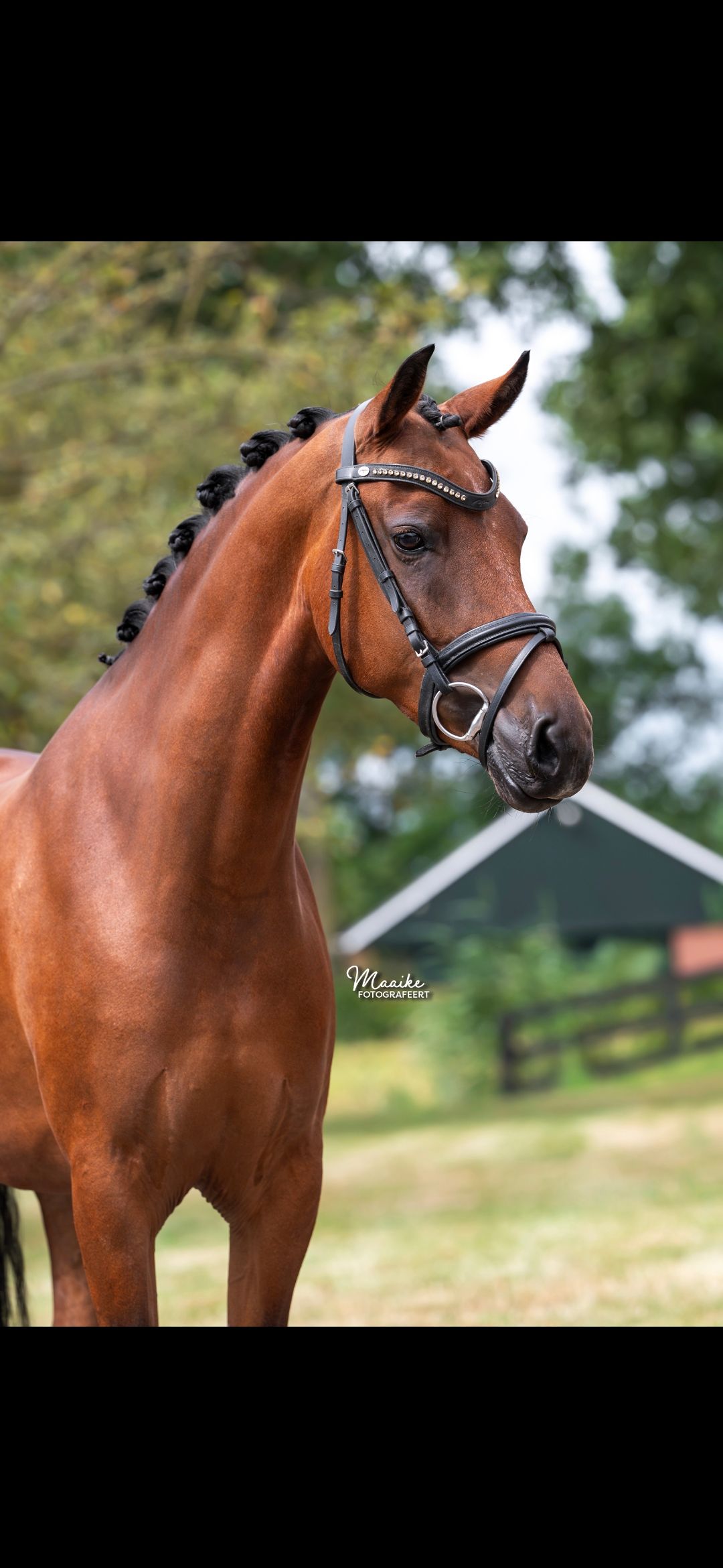 New forest  vollopig kroon merrie te koop