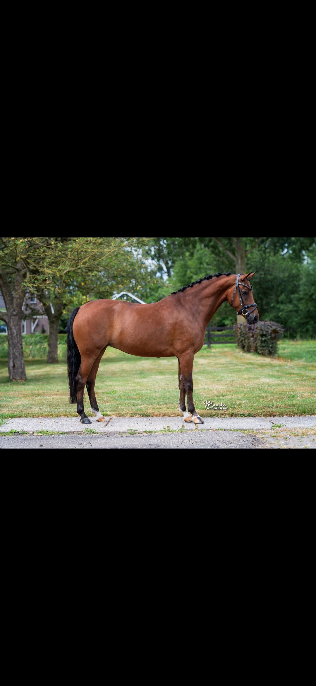 new-forest allround-pony merrie 6 jaar bruin te koop - Foto 3