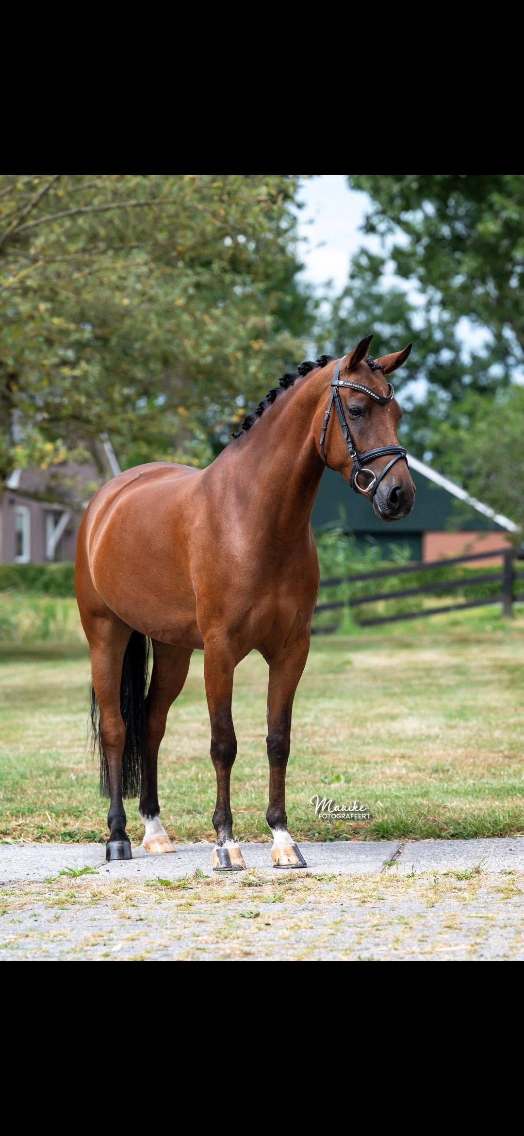 new-forest allround-pony merrie 6 jaar bruin te koop - Foto 2