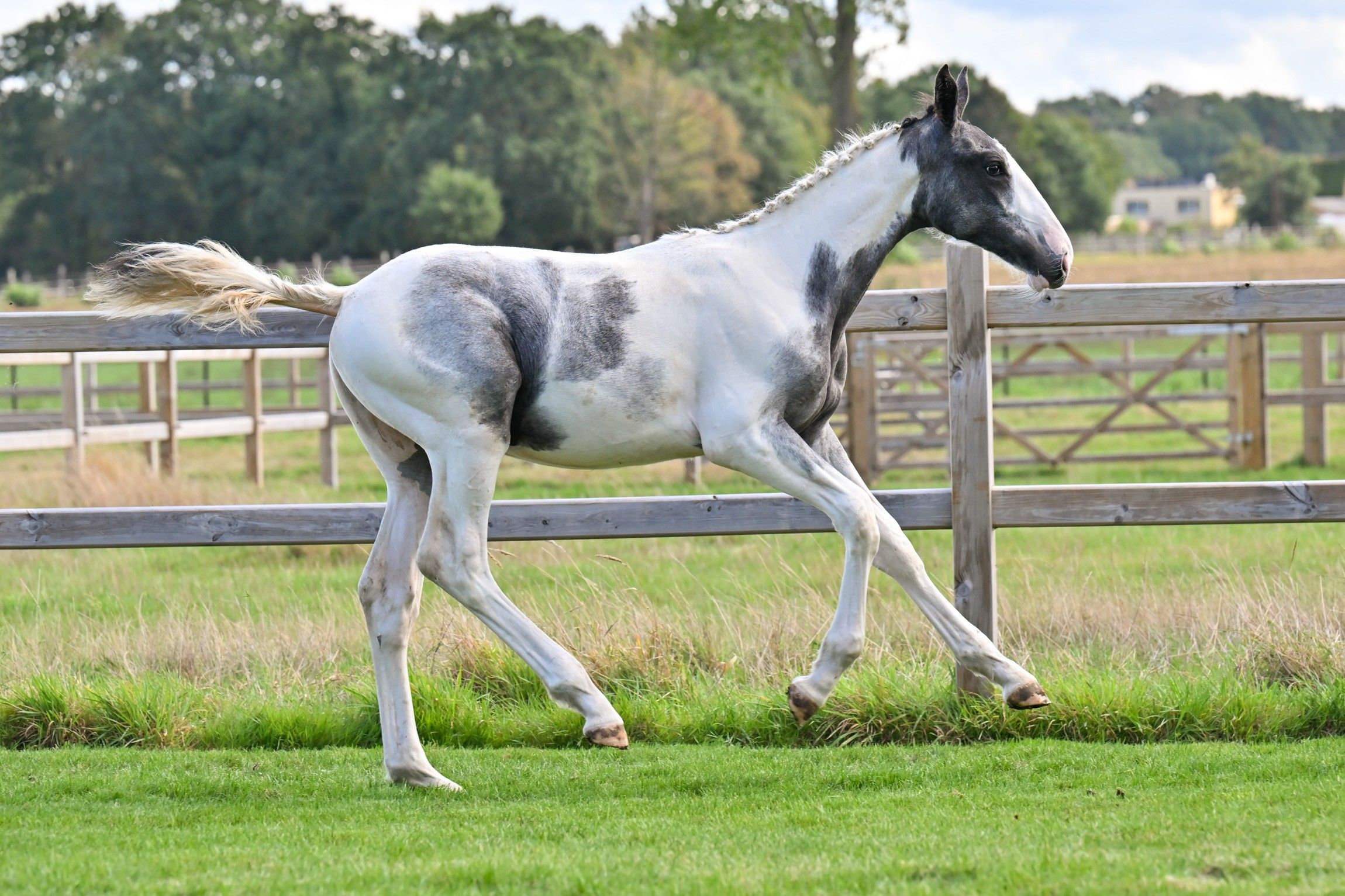 zangersheide springpaard hengst 0 år andere-kleur till salu - Foto 2