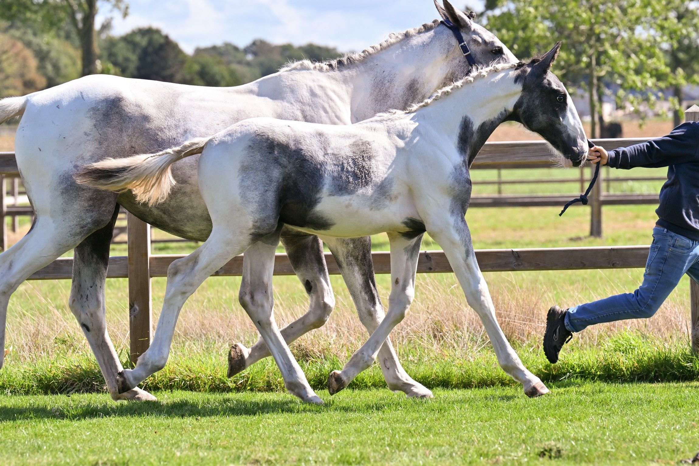 zangersheide springpaard hengst 0 år andere-kleur till salu - Foto 3
