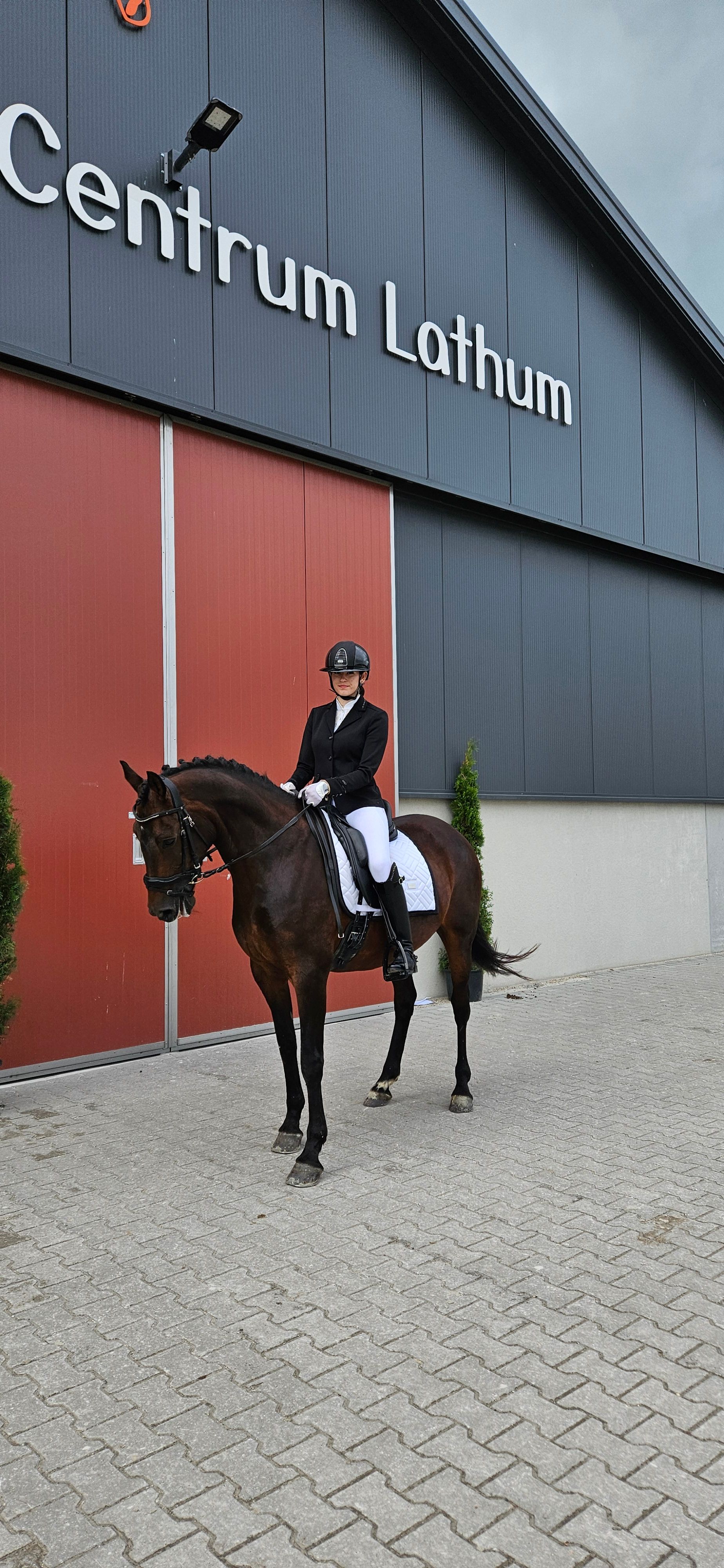 dressuurpony merrie 19 rokov donkerbruin na predaj - Foto 3