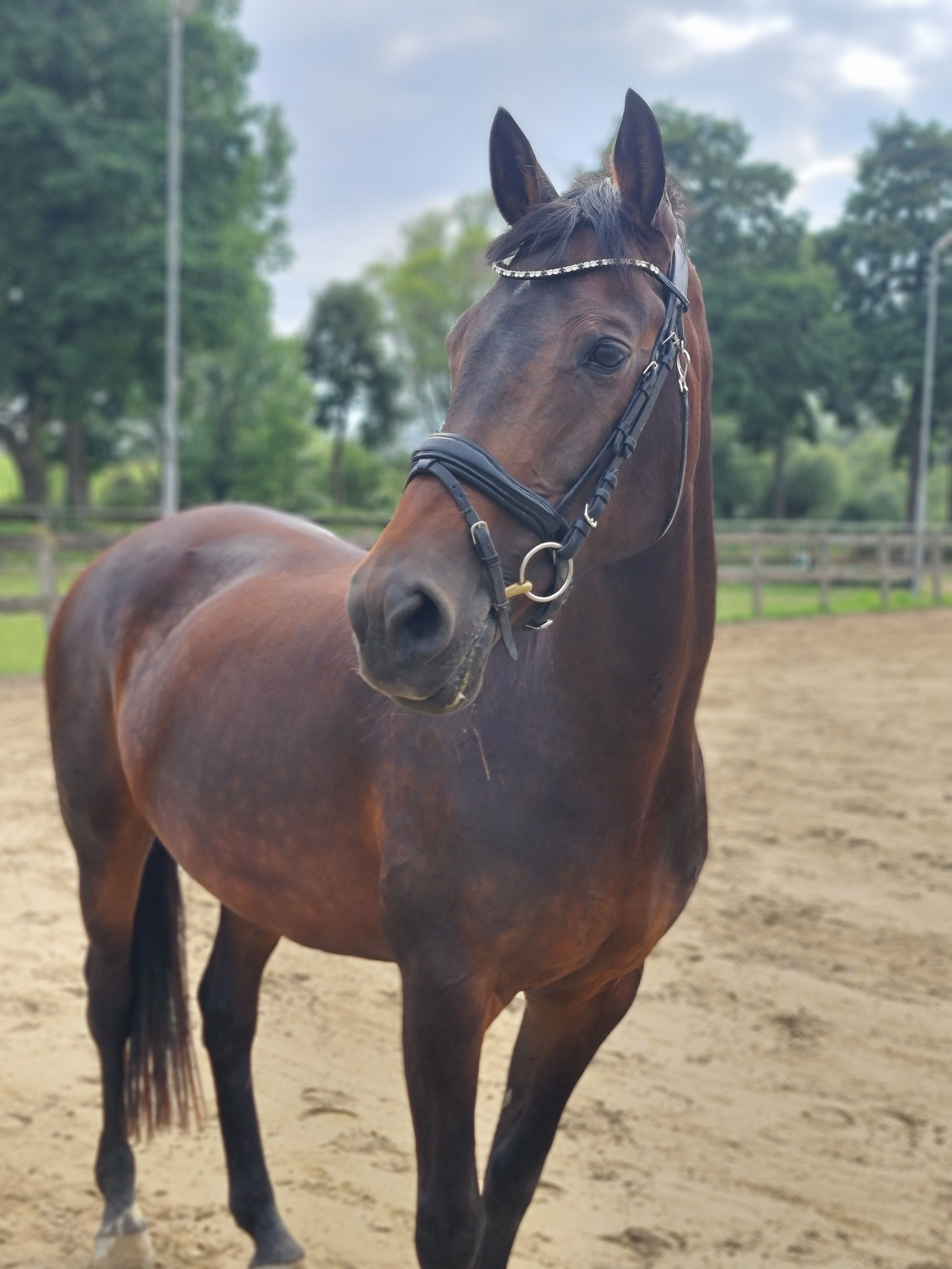 dressuurpony merrie 19 rokov donkerbruin na predaj - Foto 6