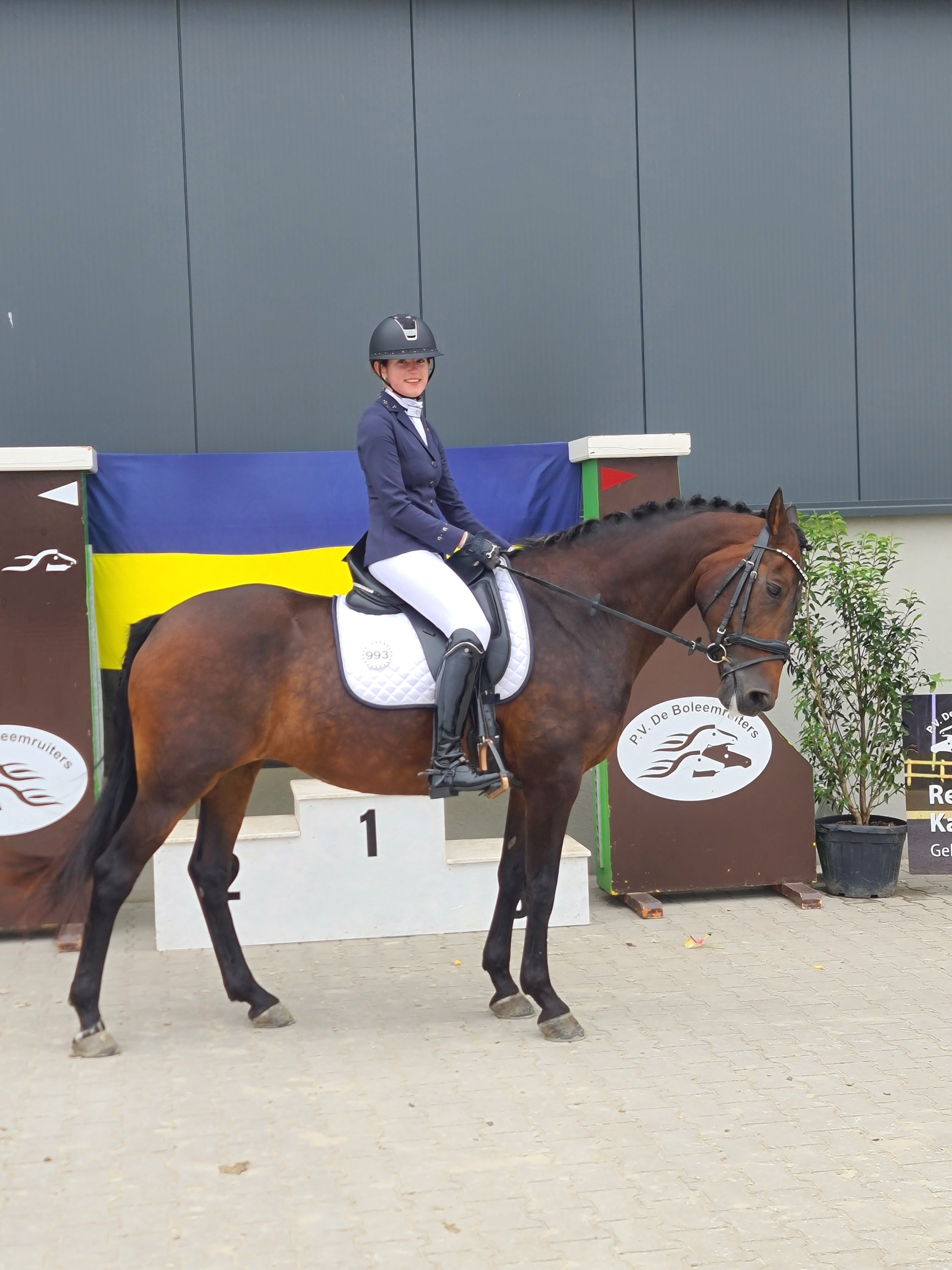 dressuurpony merrie 19 rokov donkerbruin na predaj - Foto 4