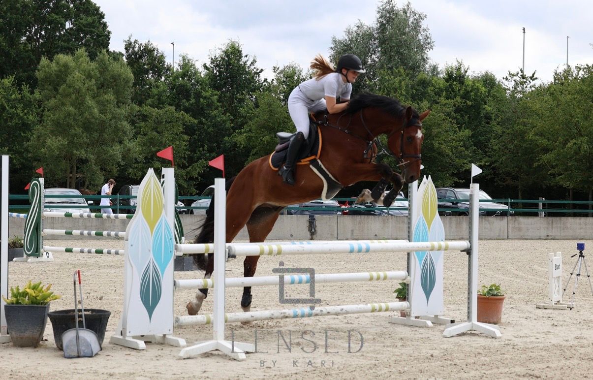 bwp springpaard ruin 5 år bruin till salu - Foto 4