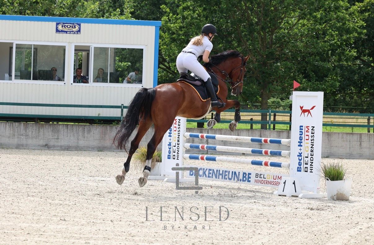 bwp springpaard ruin 5 år bruin till salu - Foto 5