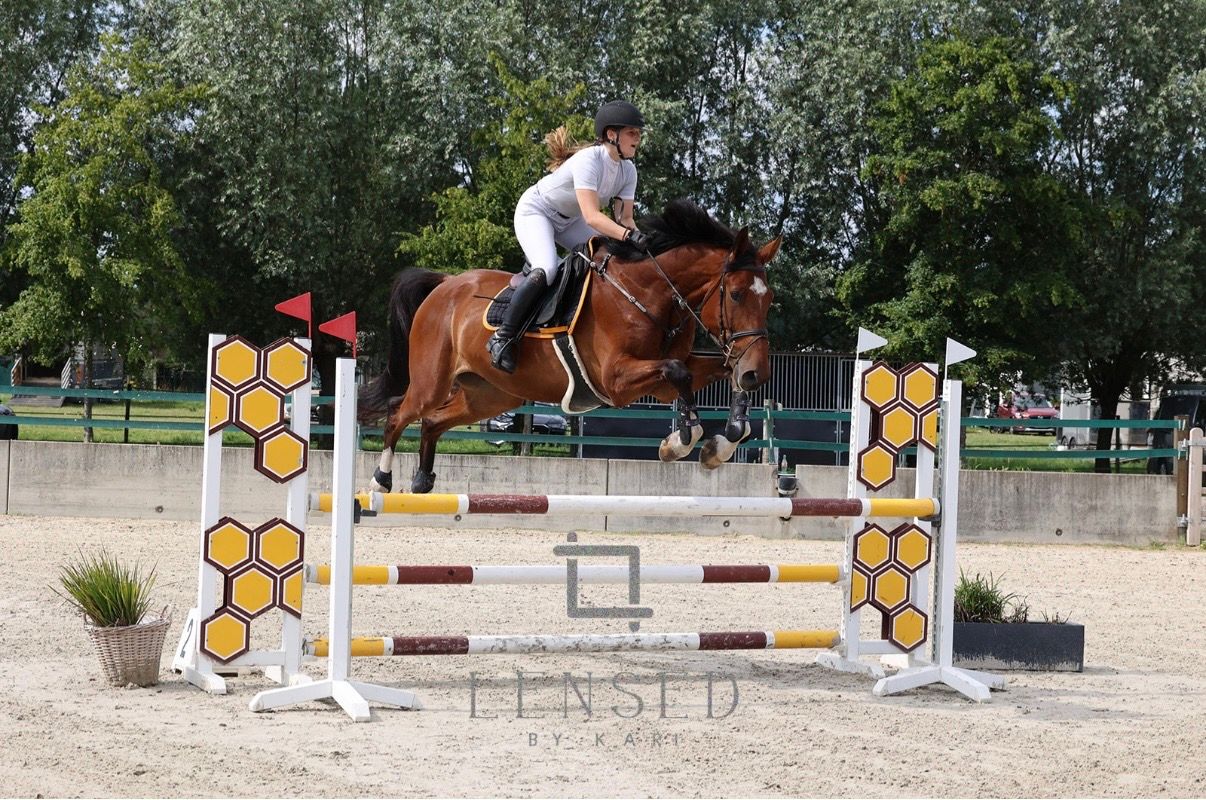 bwp springpaard ruin 5 år bruin till salu - Foto 2