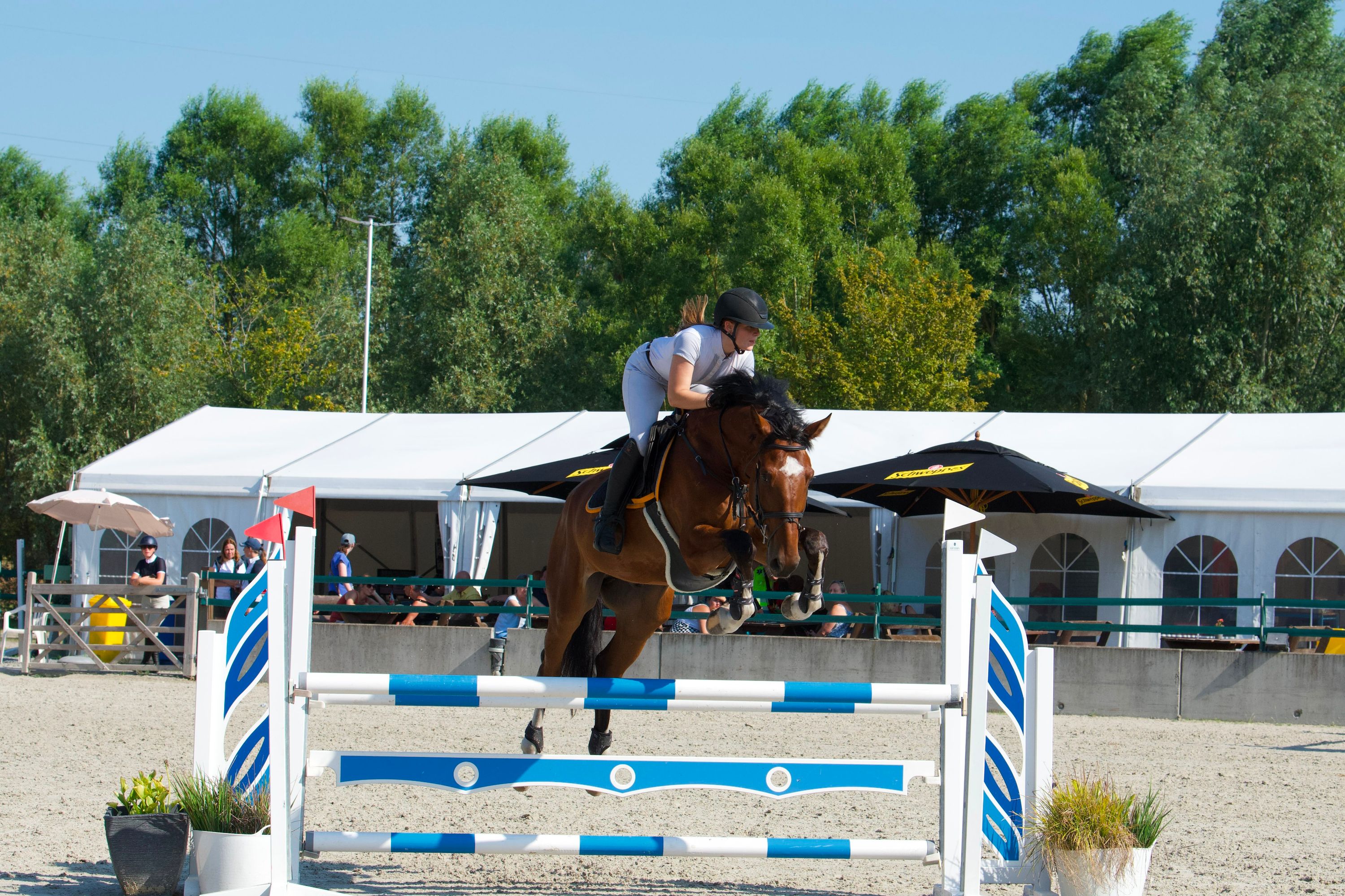 bwp springpaard ruin 5 år bruin till salu - Foto 3