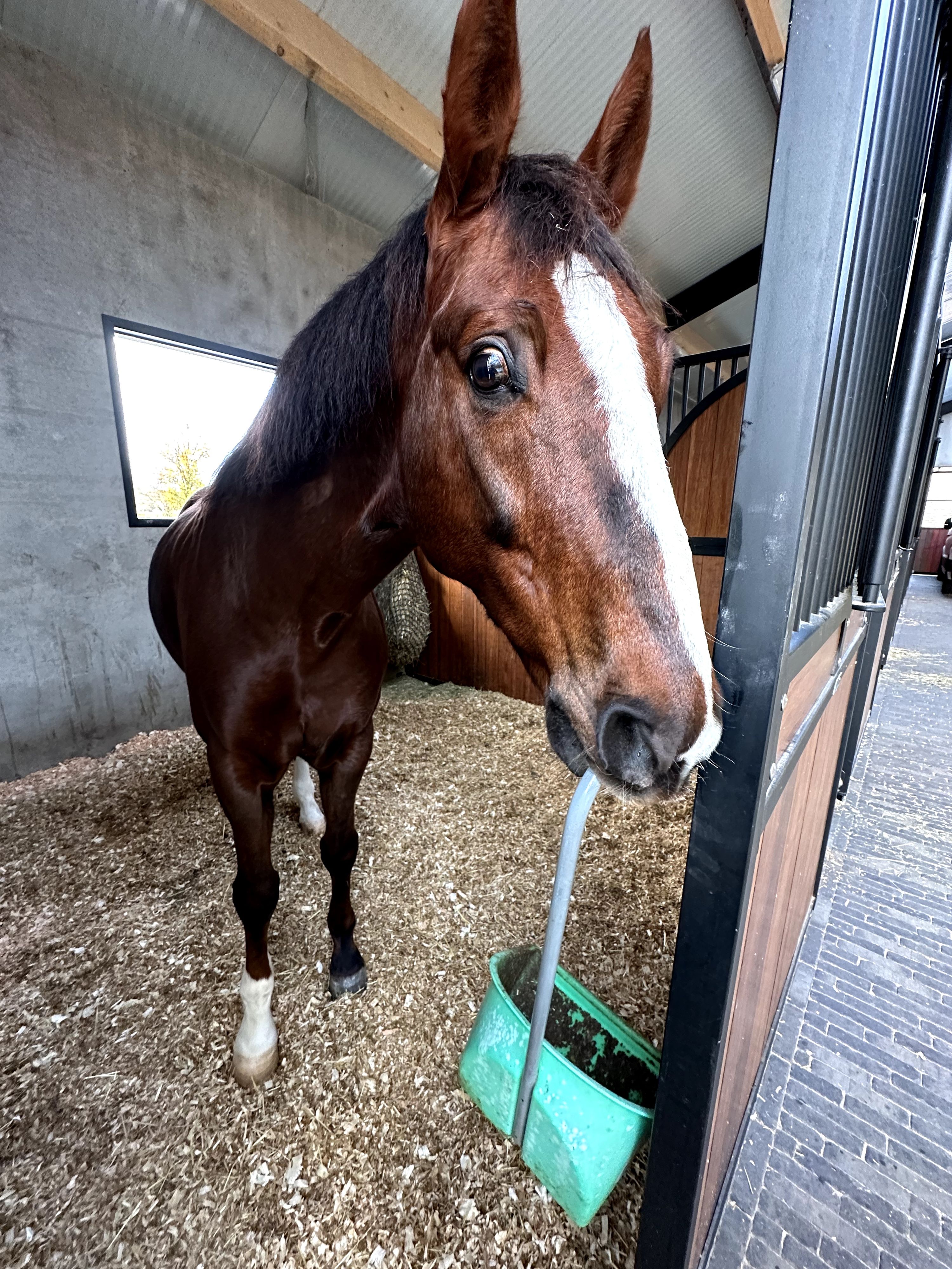 bwp paard ruin 12 år vos till salu - Foto 4