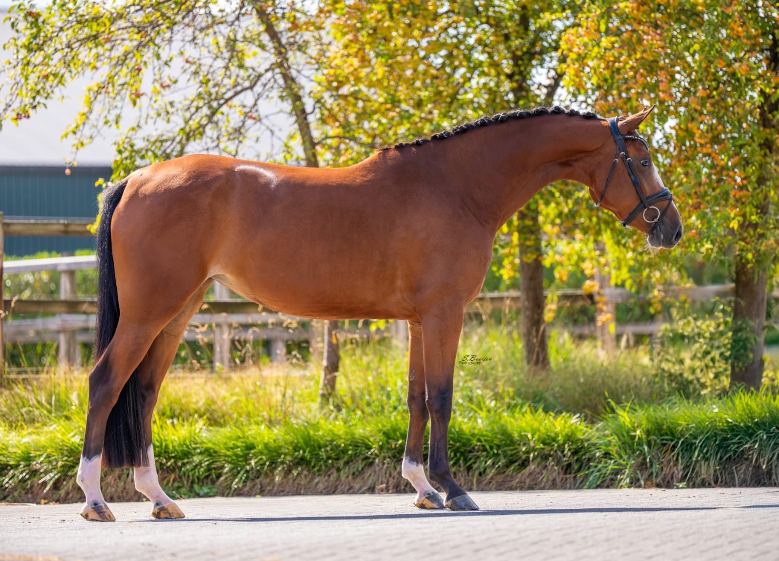 kwpn springpaard merrie 5 år bruin till salu - Foto 2