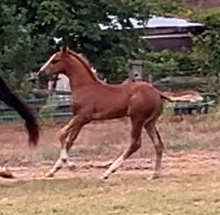 Super best colt foal