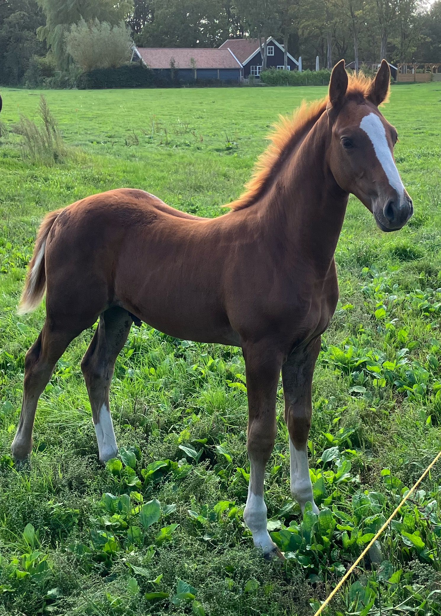 nrps springpaard hengst 0 years old vos for sale - Photo 5