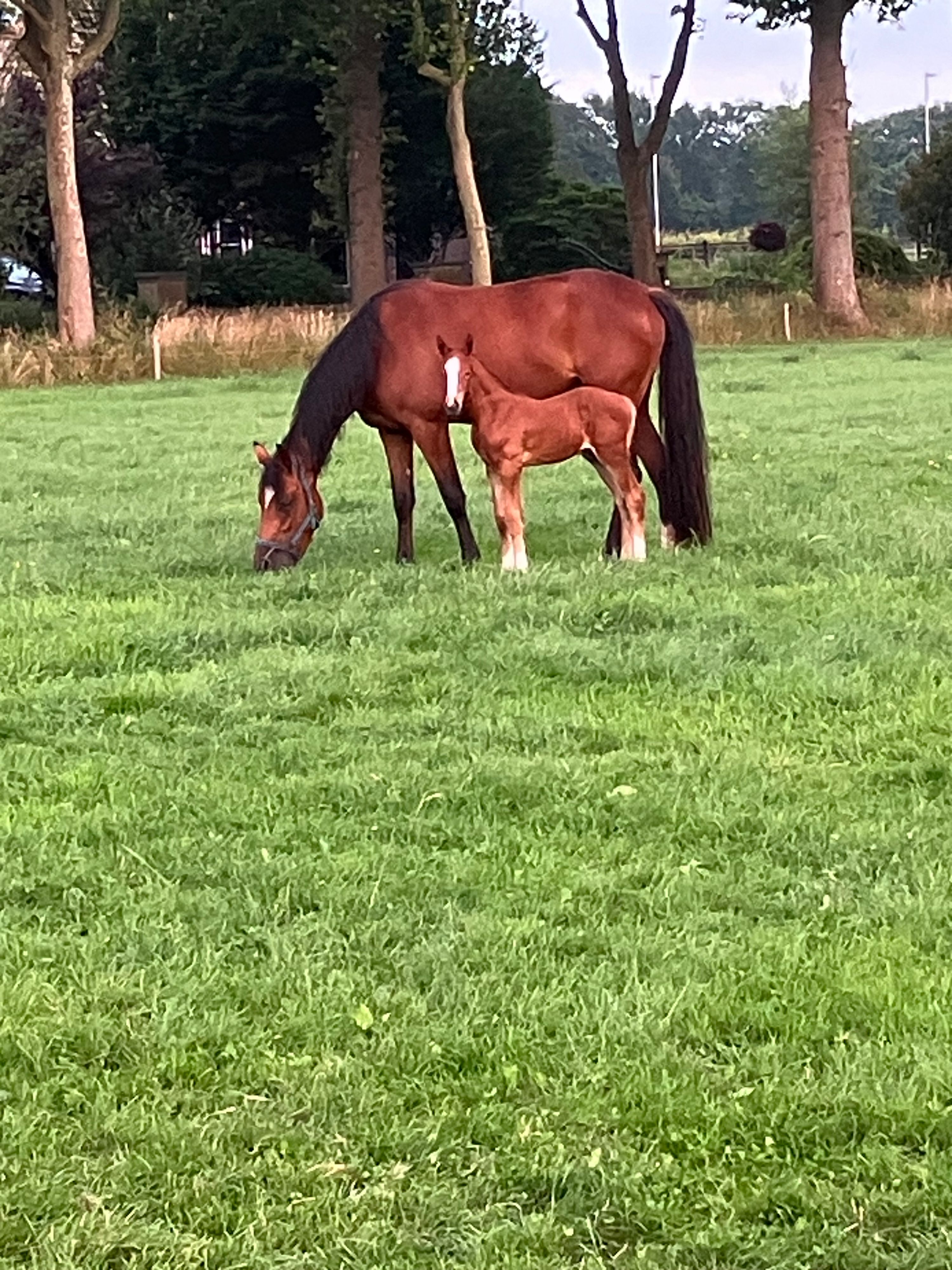 nrps springpaard hengst 0 years old vos for sale - Photo 4