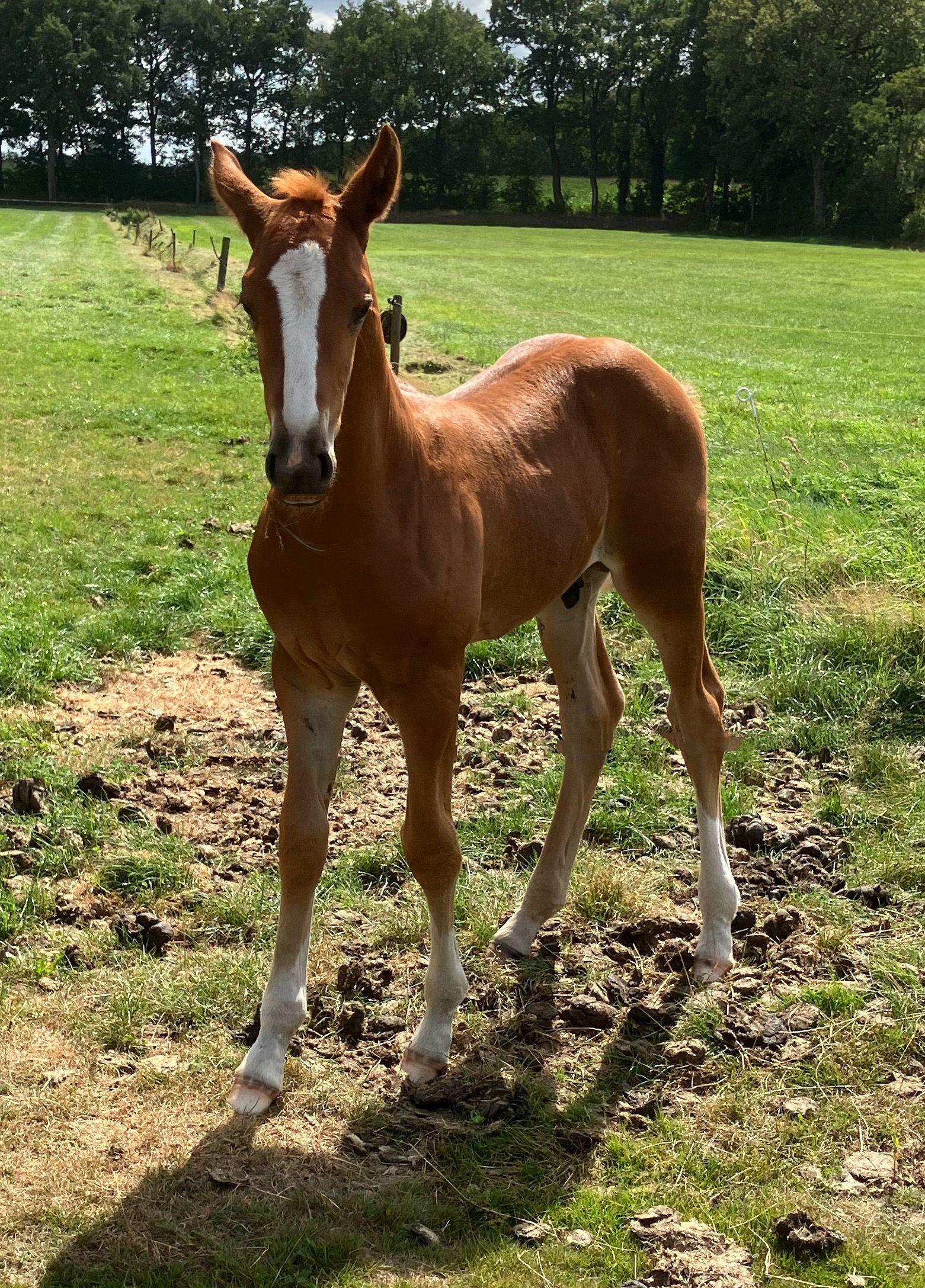 nrps springpaard hengst 0 years old vos for sale - Photo 3