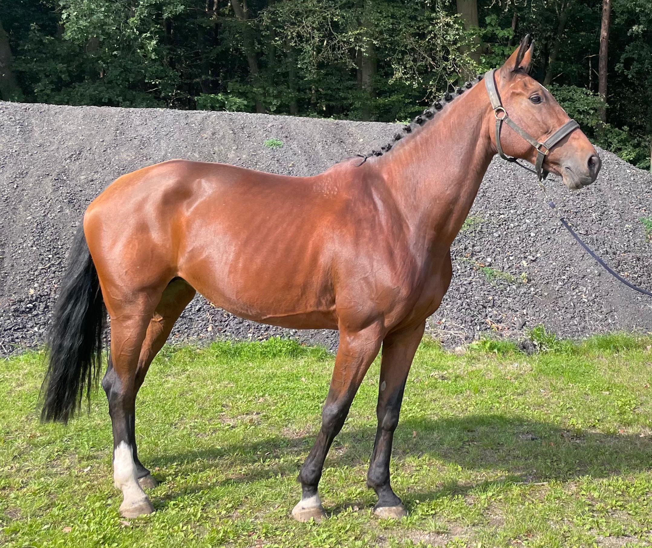 Fijne springmerrie met een gouden karakter | Falaise de Muze × Zirocco Blue