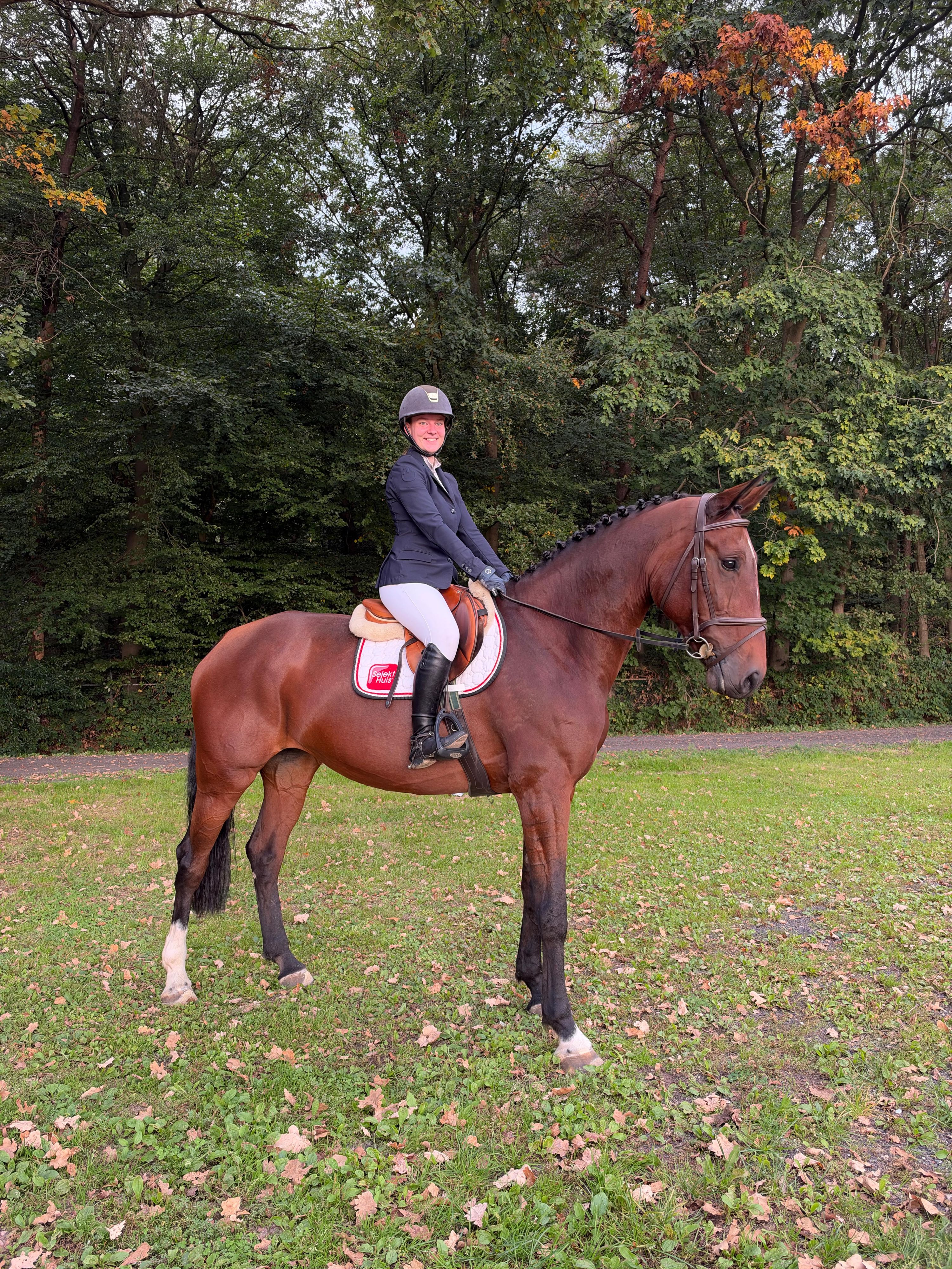 bwp springpaard merrie 10 jaar kastanje te koop - Foto 3