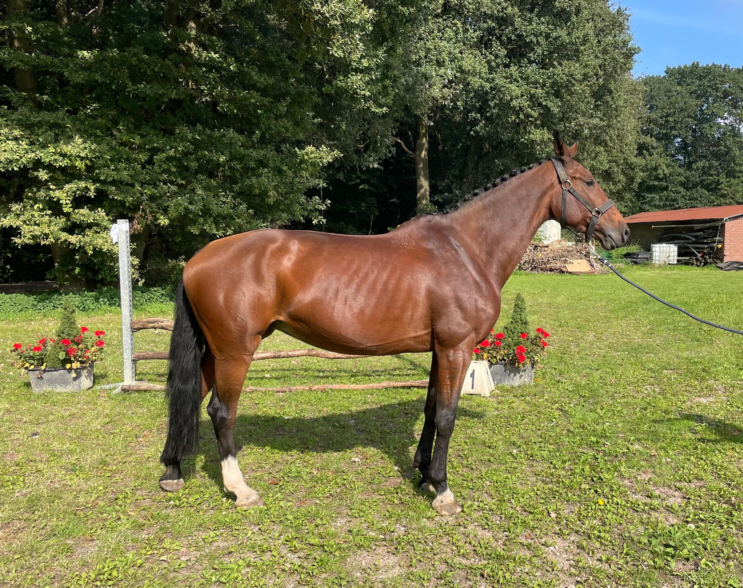 bwp springpaard merrie 10 jaar kastanje te koop - Foto 2