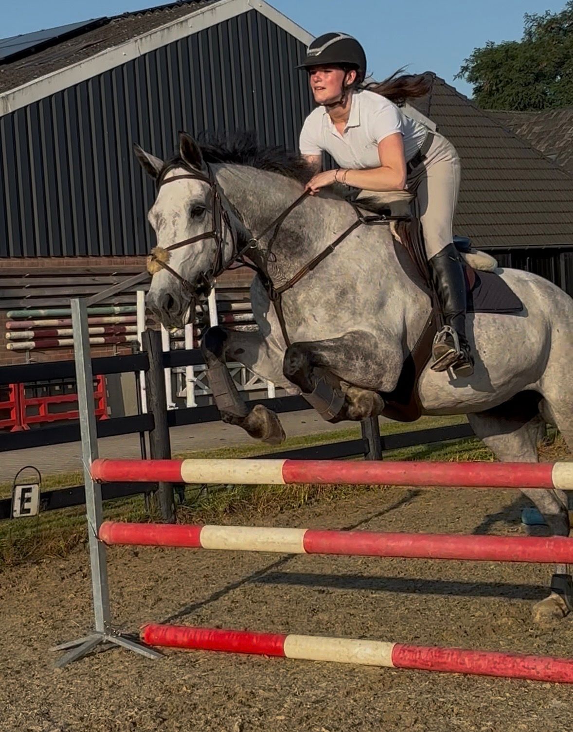 zangersheide eventingpaard merrie 8 Jahre alt schimmel zu verkaufen - Foto 2