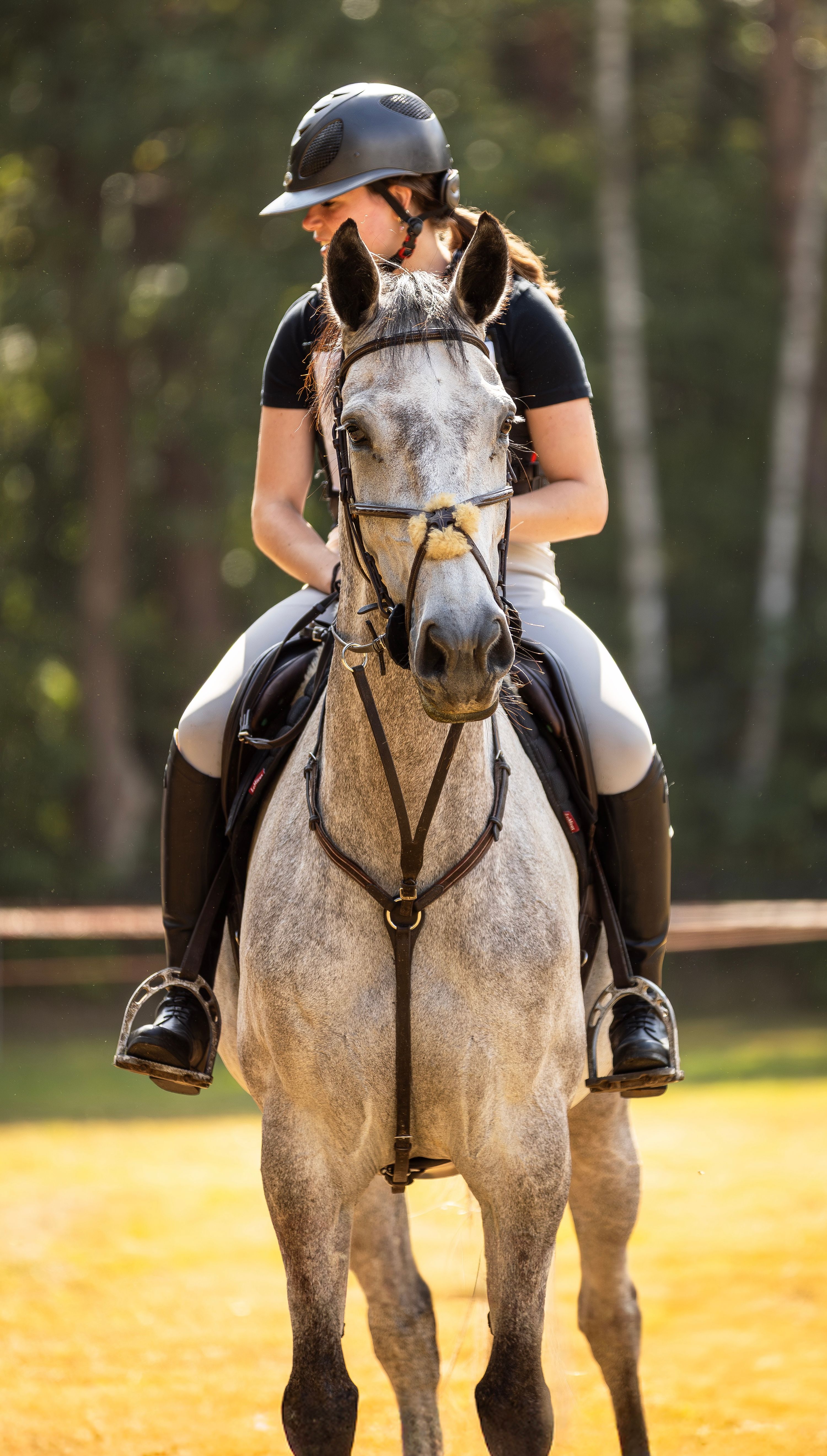 zangersheide eventingpaard merrie 8 Jahre alt schimmel zu verkaufen - Foto 4
