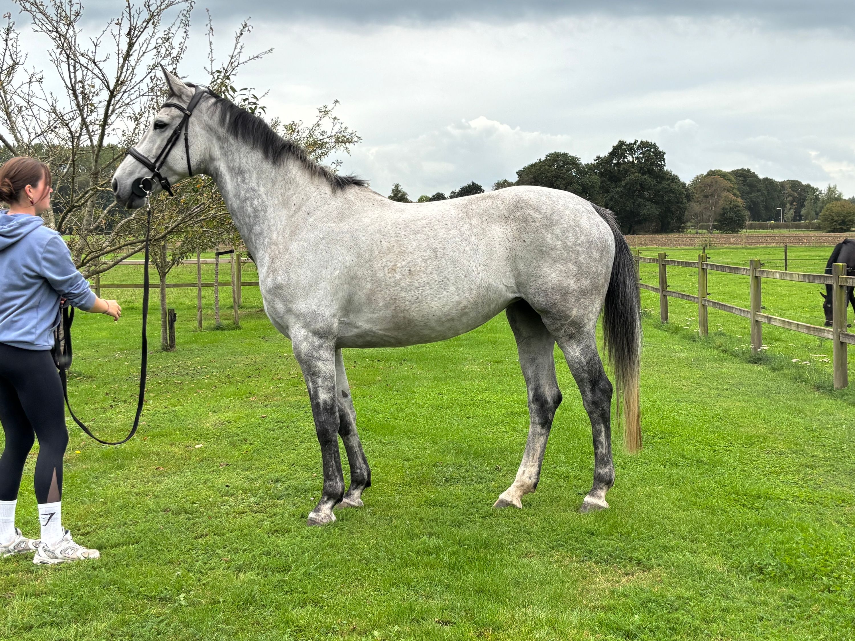 zangersheide eventingpaard merrie 8 Jahre alt schimmel zu verkaufen - Foto 6