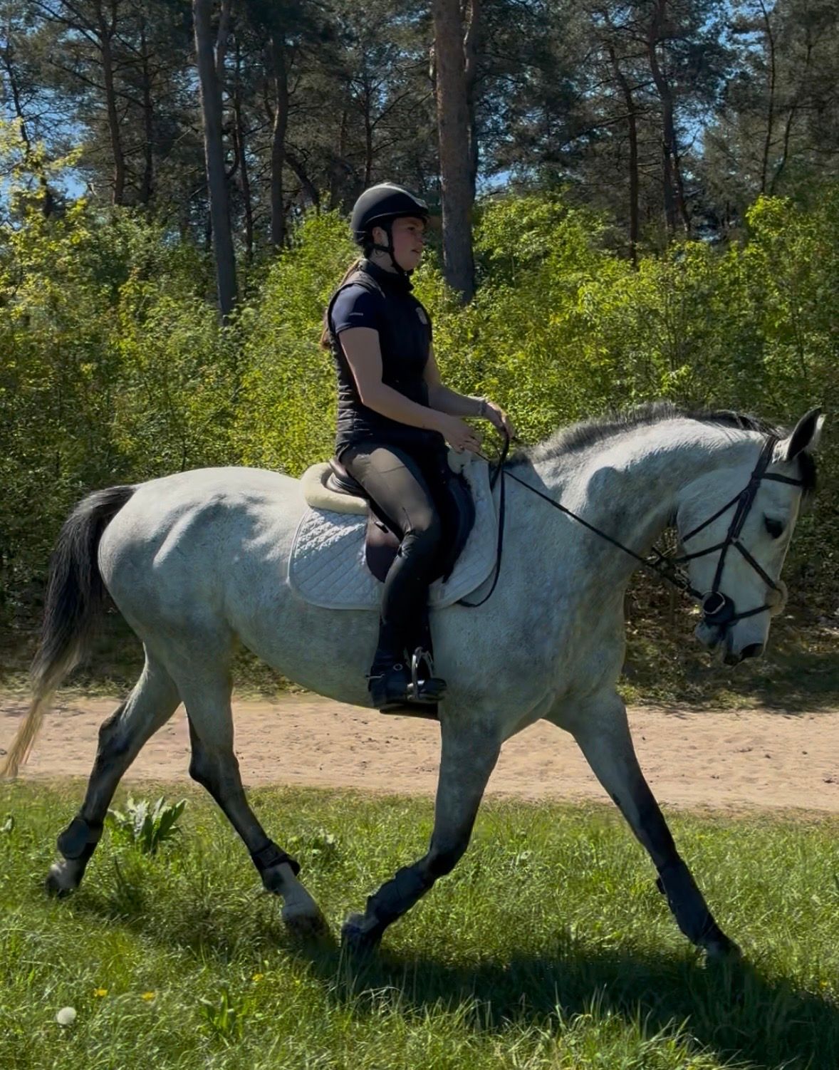 zangersheide eventingpaard merrie 8 Jahre alt schimmel zu verkaufen - Foto 3