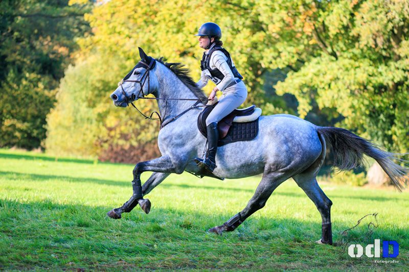 Merrie met gouden karakter en potentie voor eventing