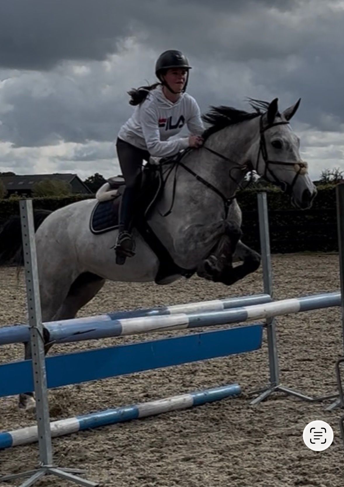 zangersheide eventingpaard merrie 8 Jahre alt schimmel zu verkaufen - Foto 5
