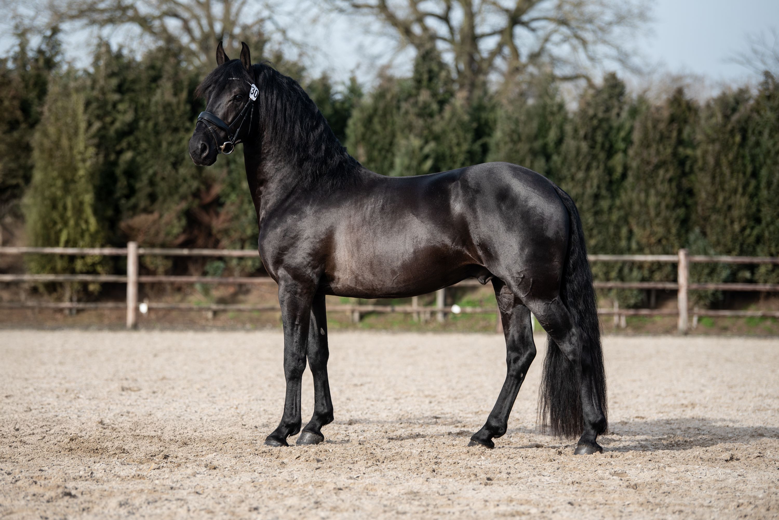 Étalon approuvé 4 ans (PRE x Frison)