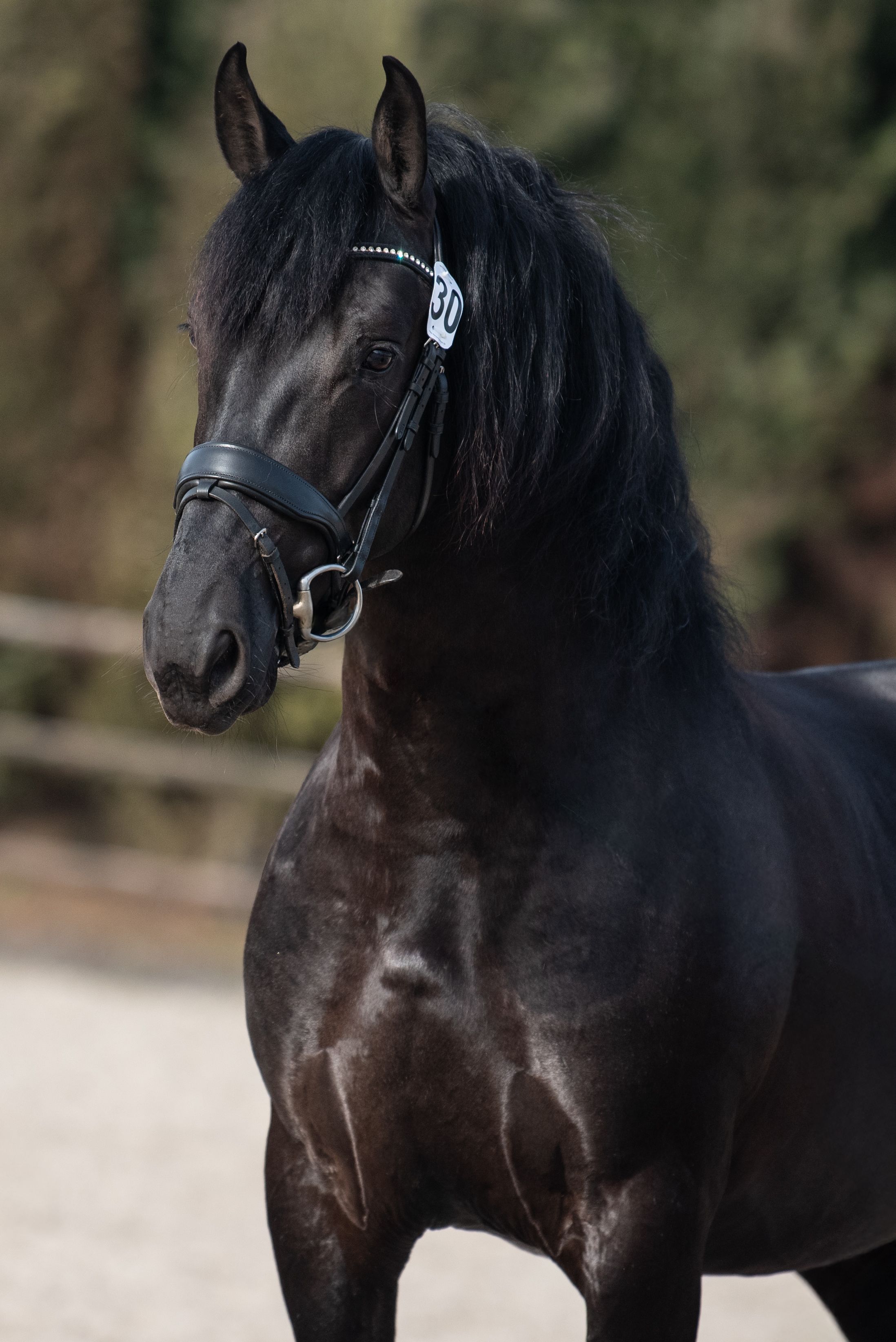 anglo-europees dressuurpaard hengst 4 ans zwart à vendre - Photo 2