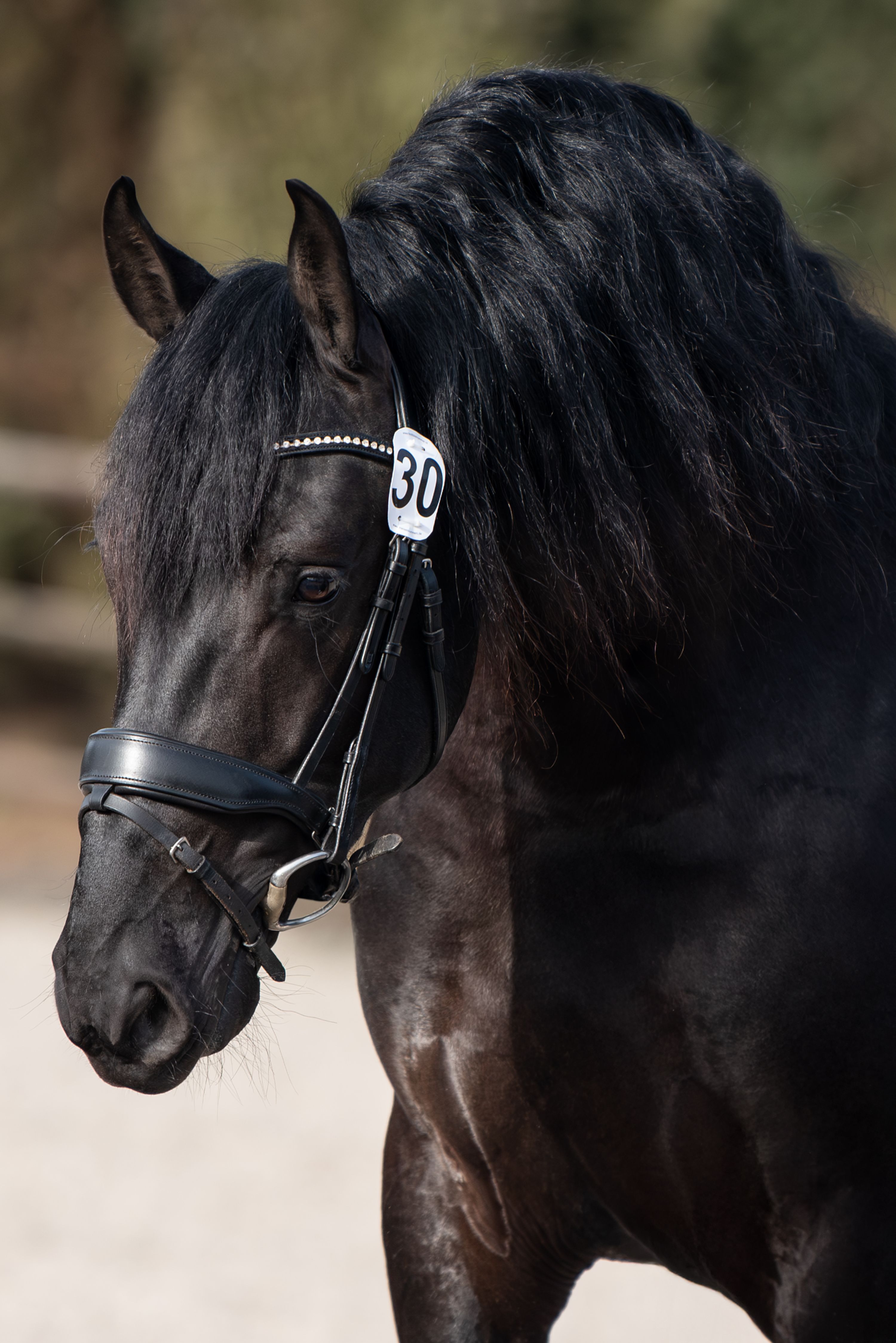 anglo-europees dressuurpaard hengst 4 ans zwart à vendre - Photo 3