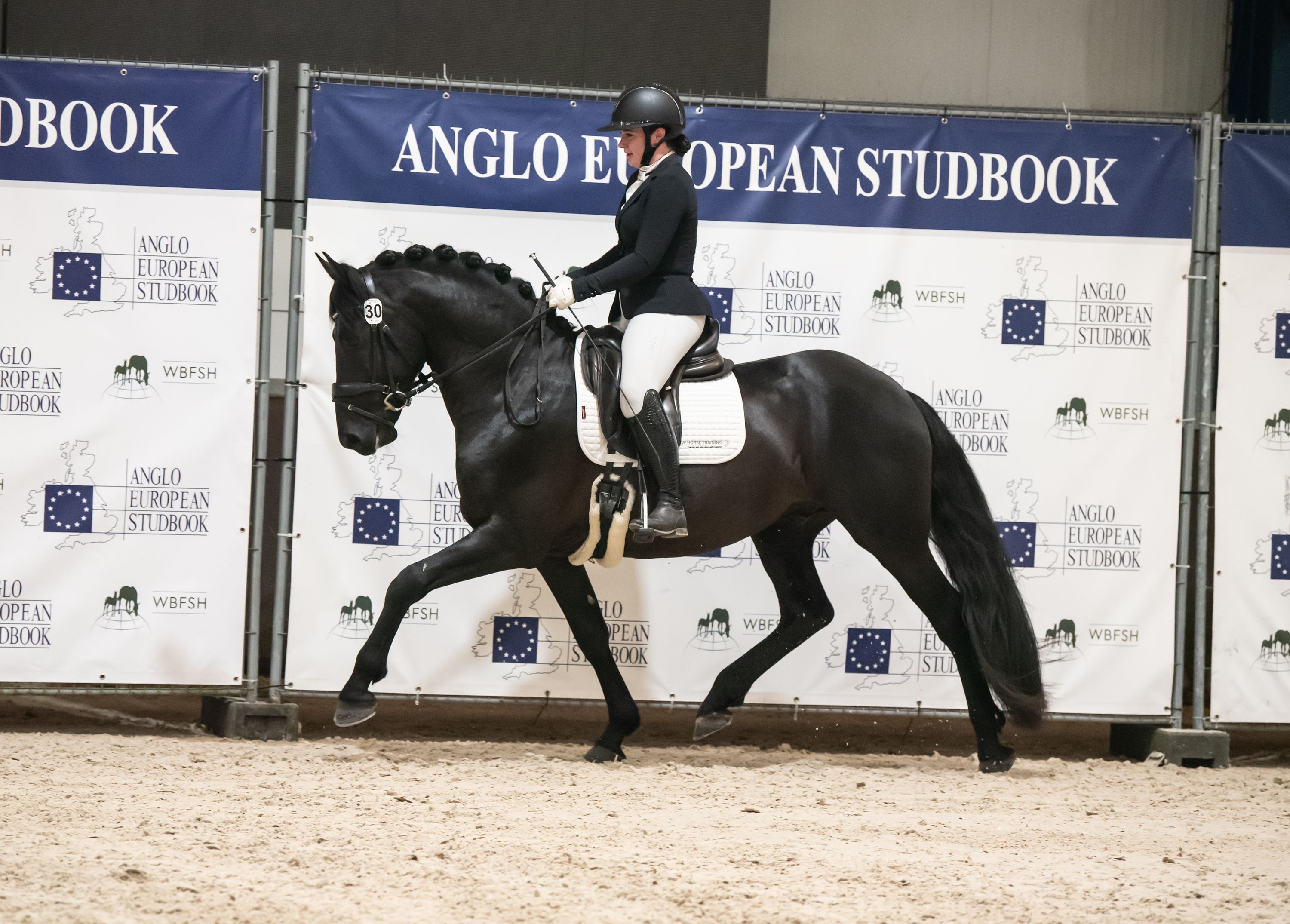 anglo-europees dressuurpaard hengst 4 ans zwart à vendre - Photo 4